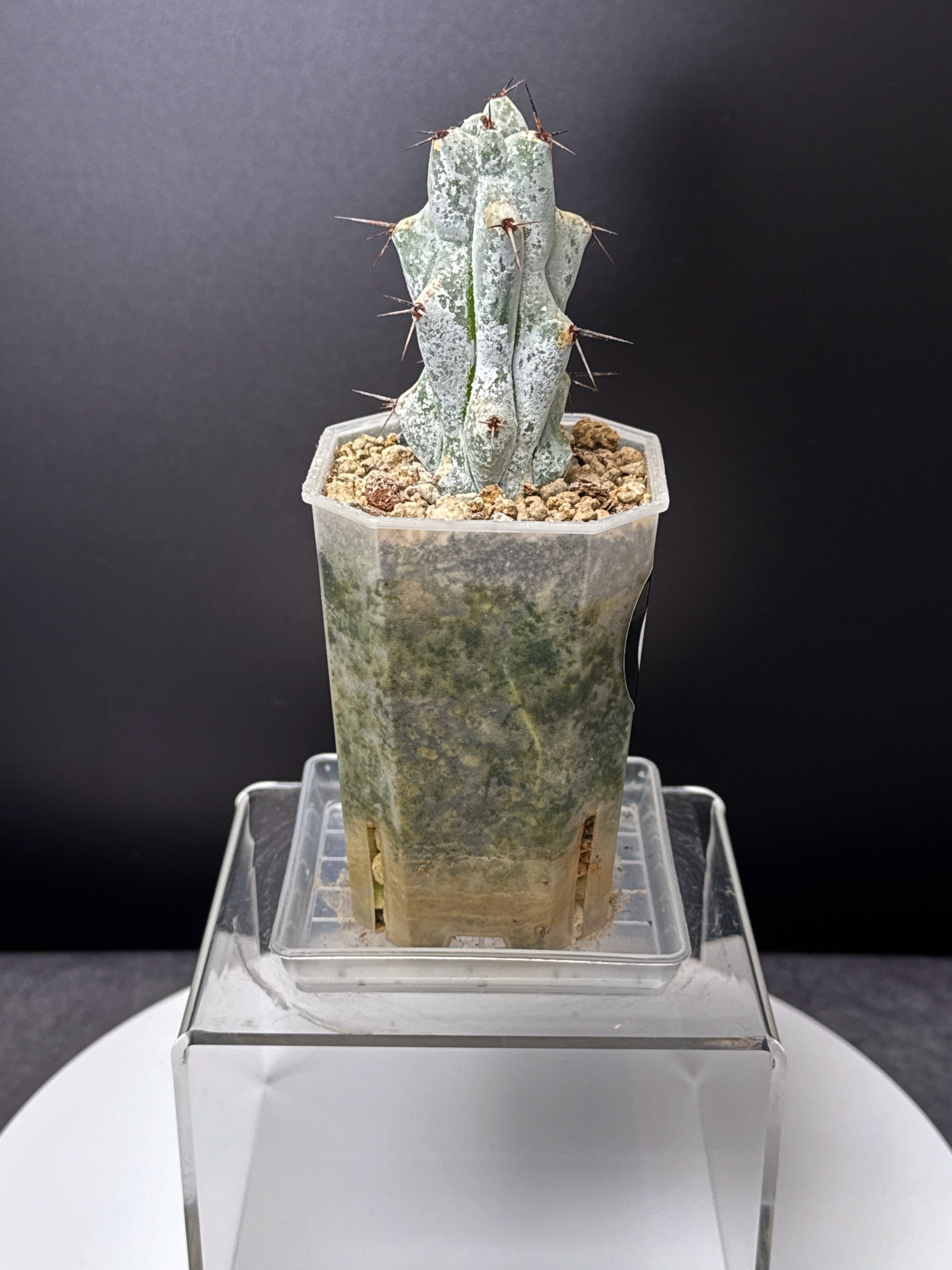 Cactus Stenocereus Beneckei 'Caterpillar' | Shop Rare Cacti Plants | Small Pot and Saucer | Melty Plants E-Store Online, Sydney Australia