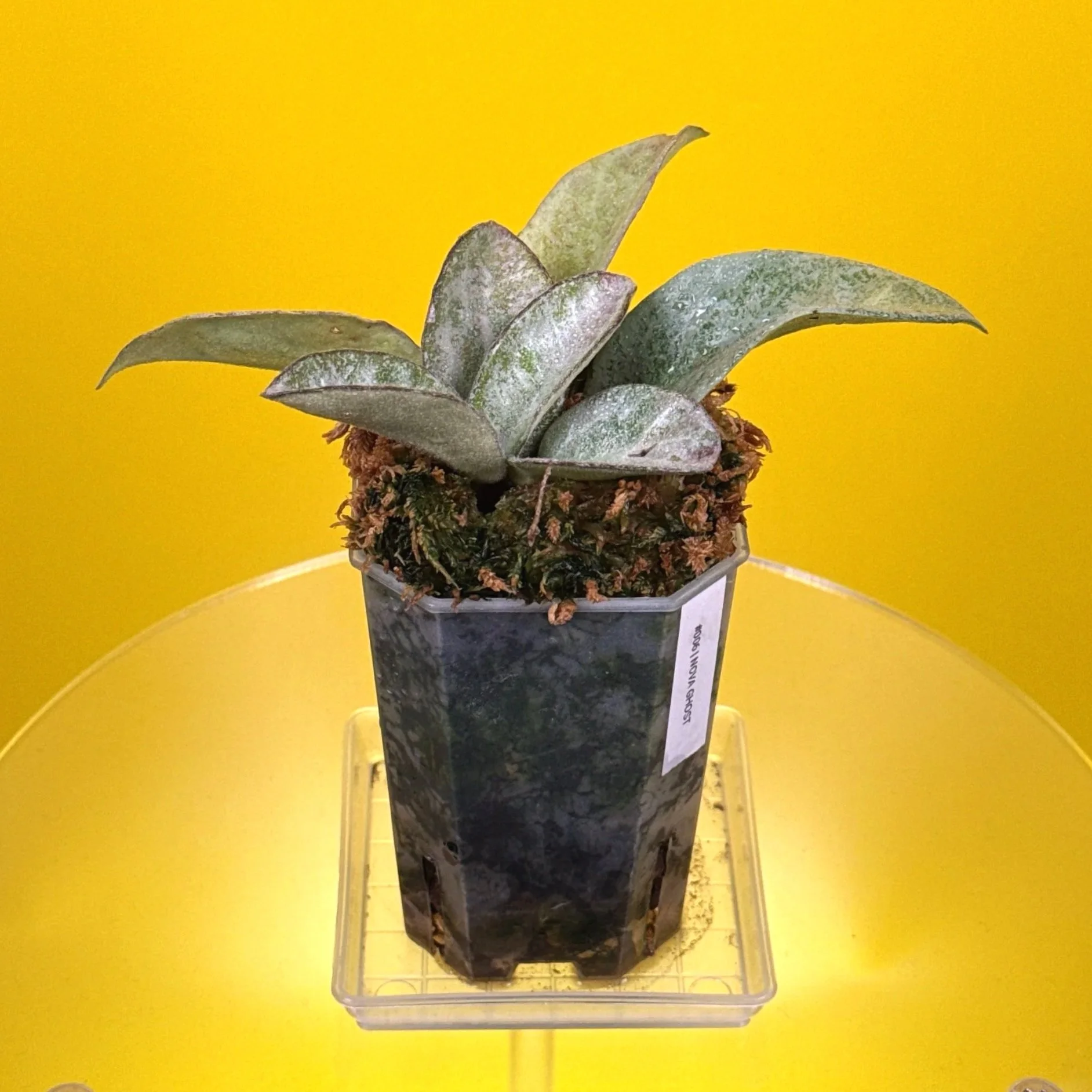Hoya Carnosa Nova Ghost multi-planted in a small square pot for sale in Sydney, Australia