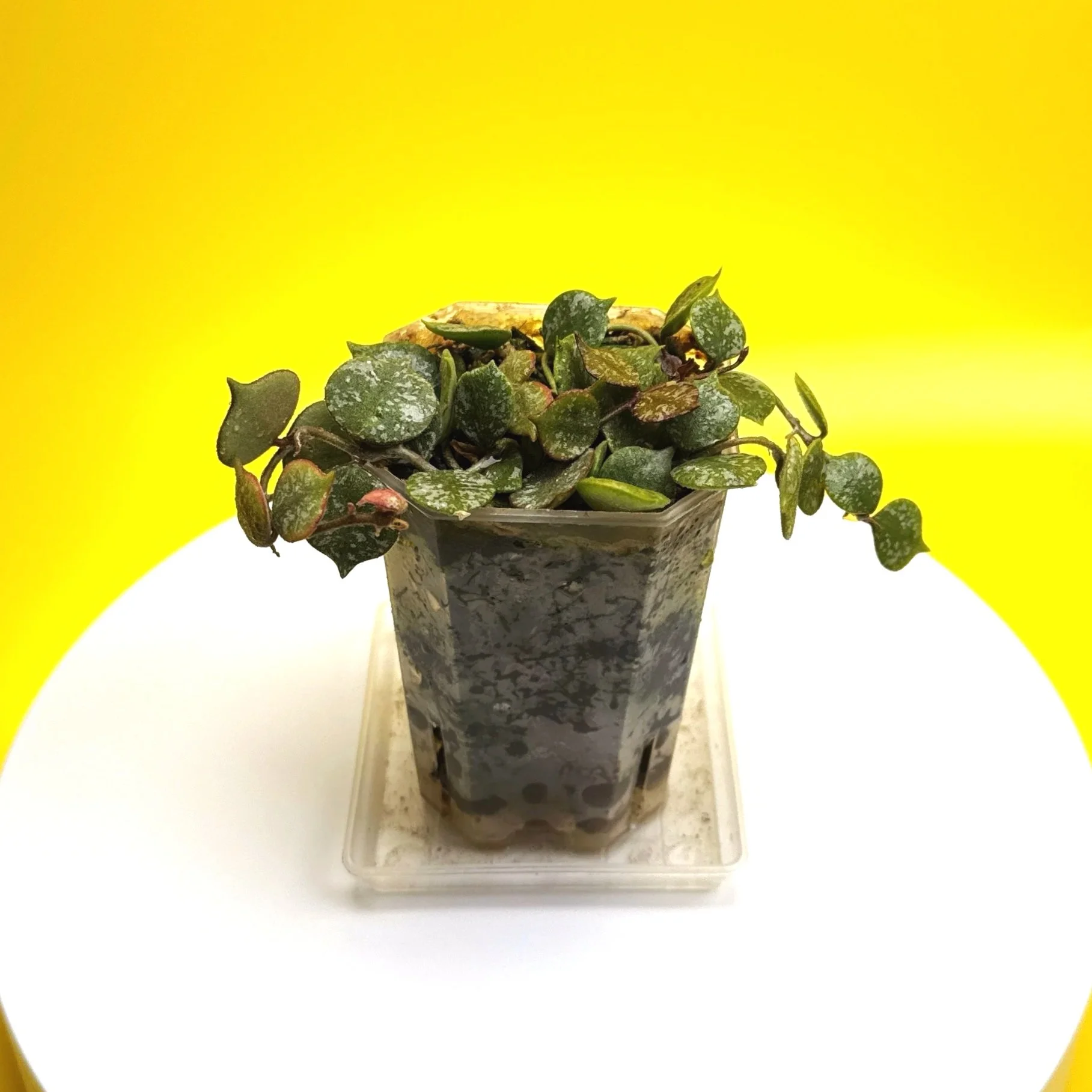 Hoya Curtisii multi-planted in a Small Square Clear Pot for sale | Shop Rare Hoya Houseplants in Sydney, Australia | Melty Plants E-Store, Online