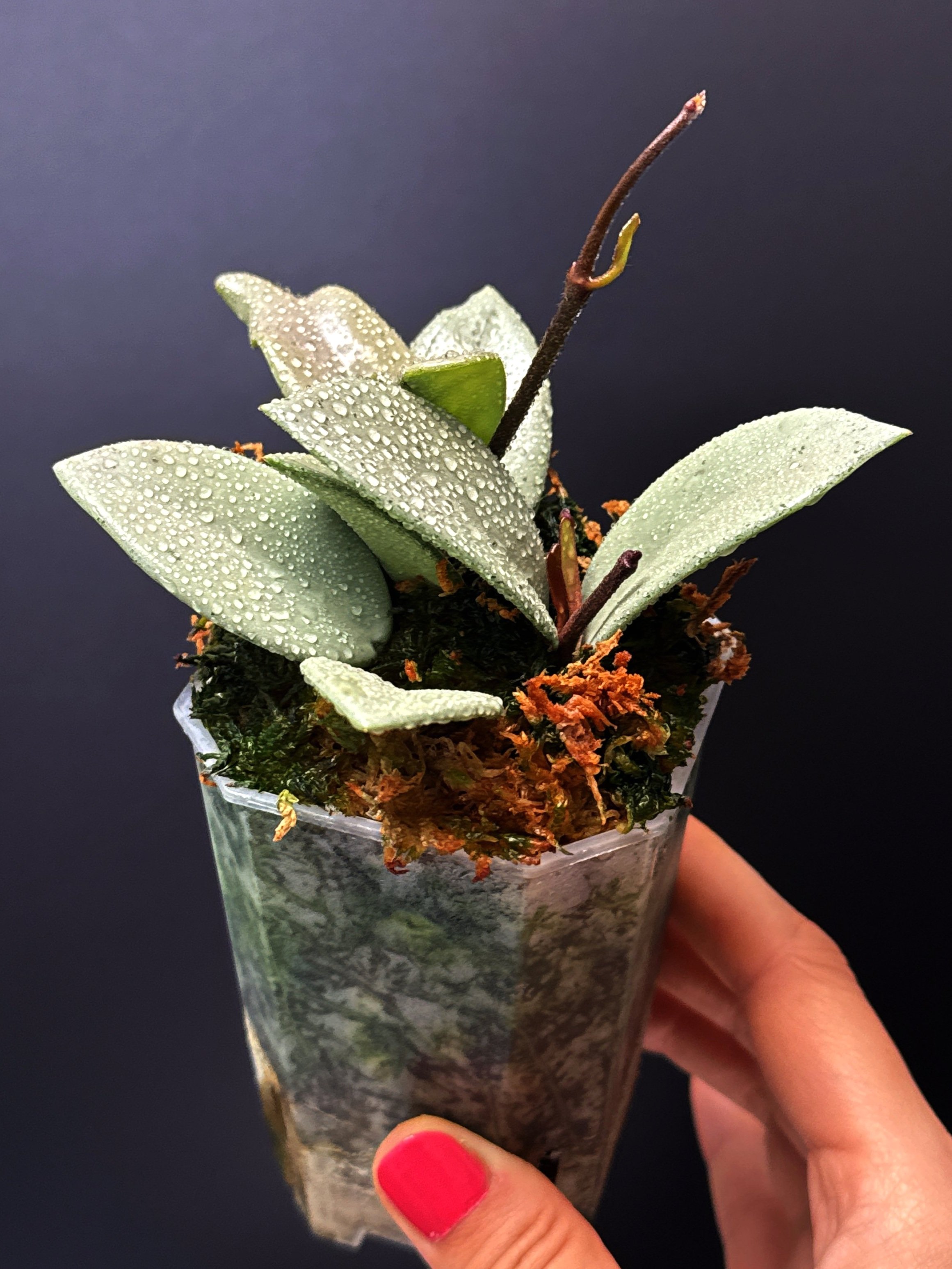 Hoya Carnosa Wilbur Graves Super Silver in a small clear square pot + saucer | Shop Rare Hoya Houseplants from Sydney, Australia | Melty Plants E-Store, Online