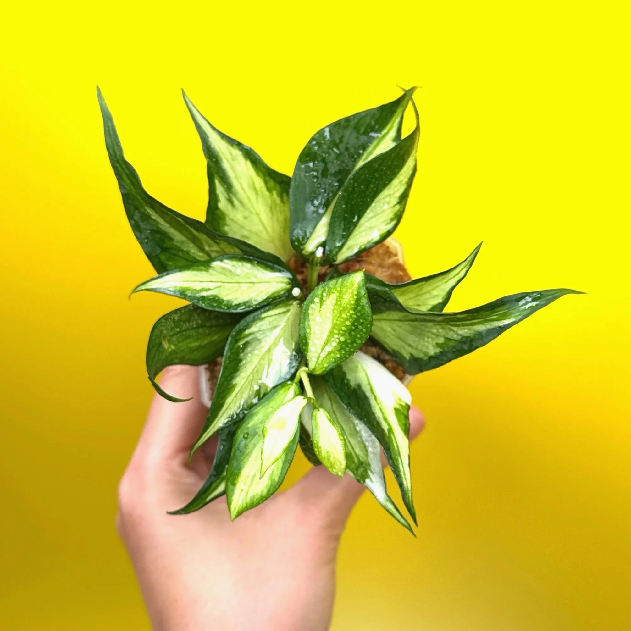 HOYA Polyneura – Inner Variegated