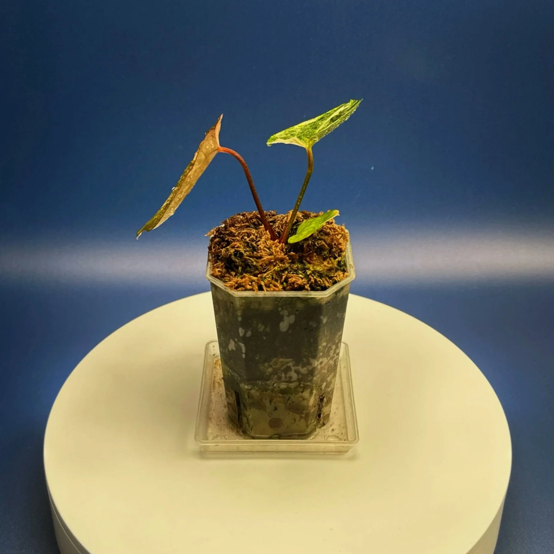 Anthurium Variegated Magnificum x Red Vein Dark Phoenix – Variegated 'PHOENIX R' | Shop Ultra Rare Variegated Anthuriums online from Sydney, Australia | Melty Plants E-Store, Online