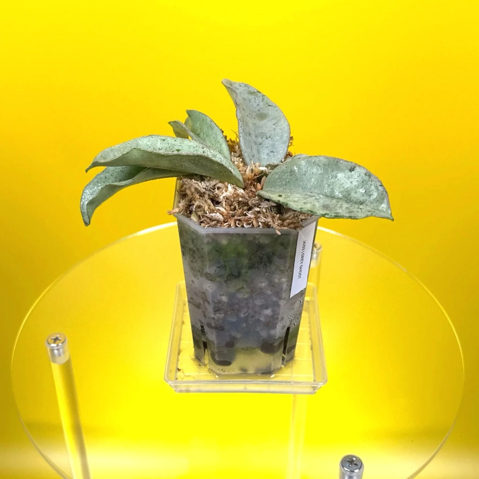 Hoya Carnosa Grey Ghost | Shop Rare Silver Hoya Houseplants | Melty Plants Australia