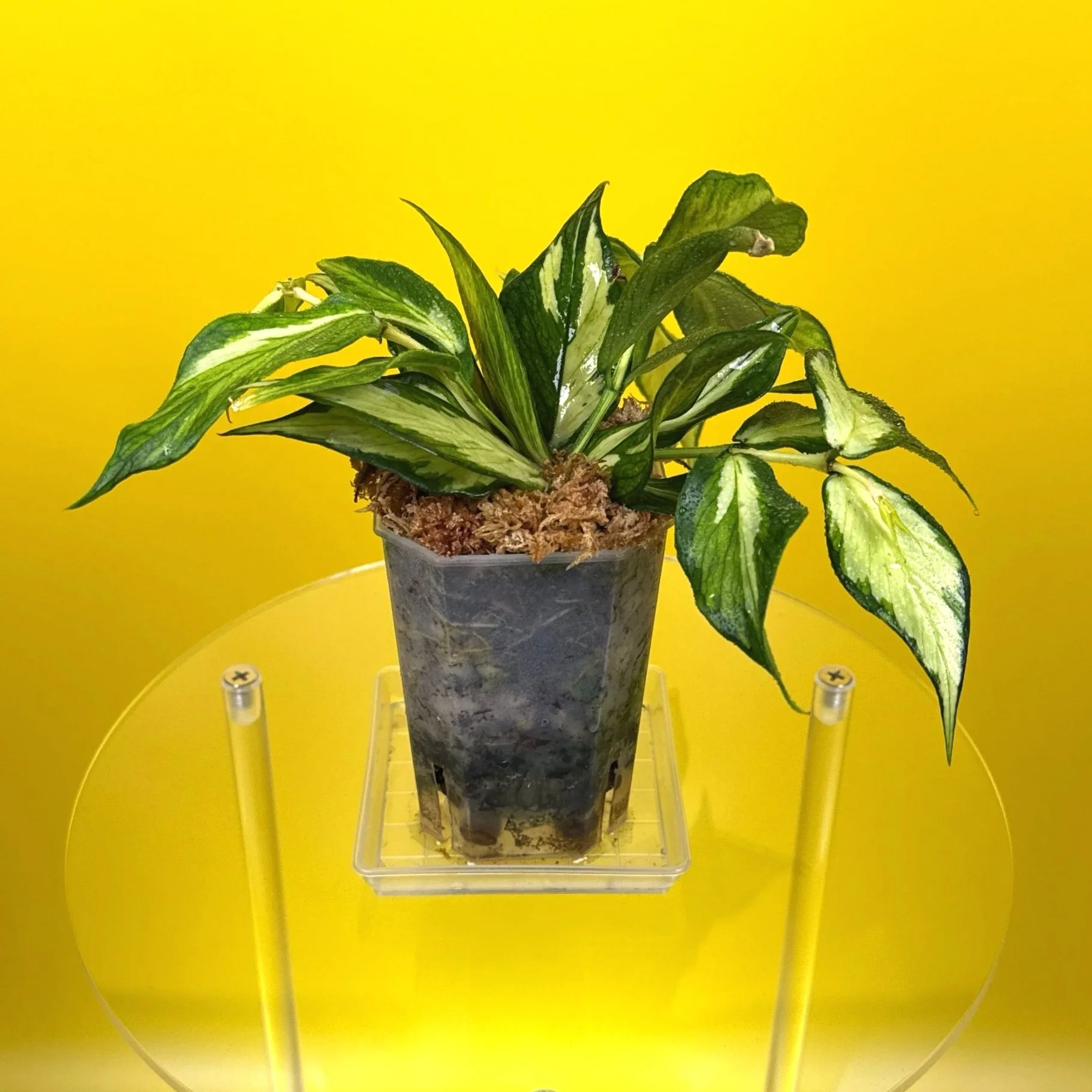 Hoya Polyneura Albomarginata Inner Variegated multi-planted in Small Square Clear Pot for sale | Shop Rare Variegated Hoya Houseplants in Sydney, Australia | Melty Plants E-Store, Online