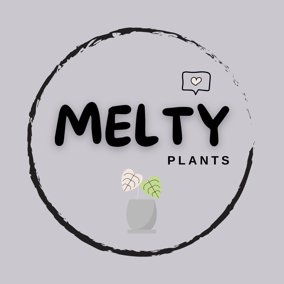 Medium Hoya Sunrise multi-planted in 100mm Clear Pot for sale | Shop Rare Hoya Houseplants in Sydney, Australia | Melty Plants E-Store, Online