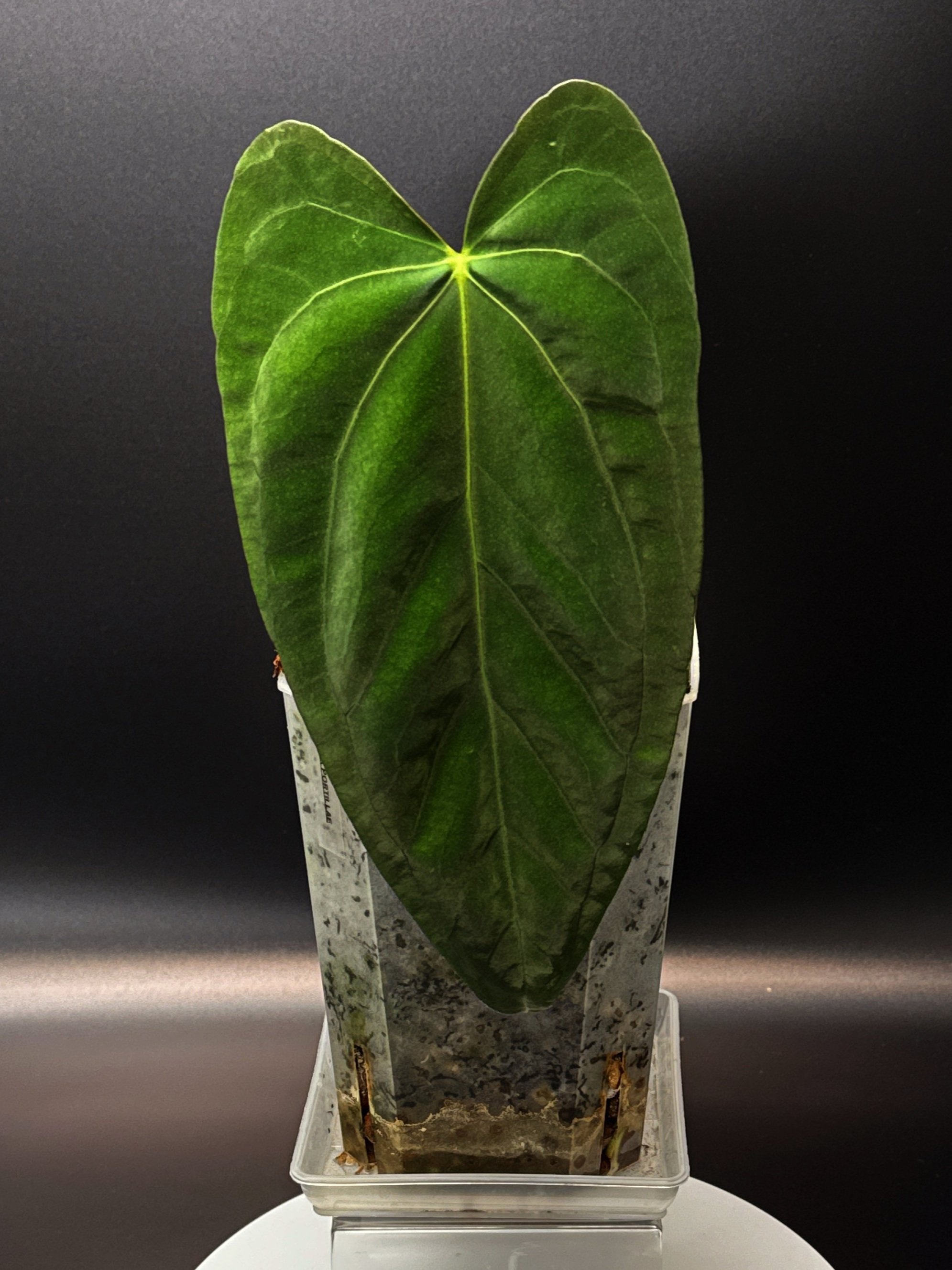 Anthurium Midnight Port: Midnight Velvet 'Hurricane' x Indonesian Portillae) | Shop Rare Anthurium Houseplants in Sydney, Australia | Melty Plants E-Store, Online