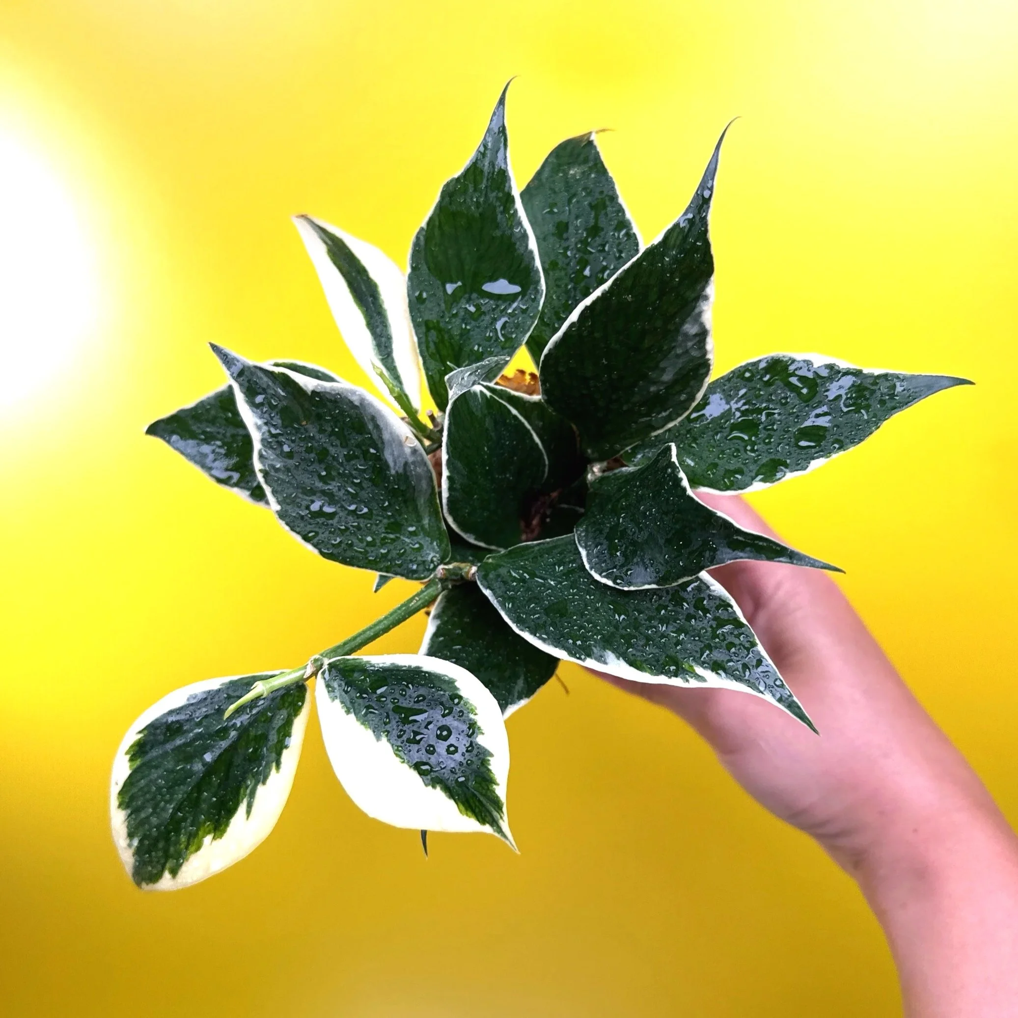 Hoya Polyneura Albomarginata | Shop Rare Hoya Houseplants in Sydney, Australia | Melty Plants E-Store, Online