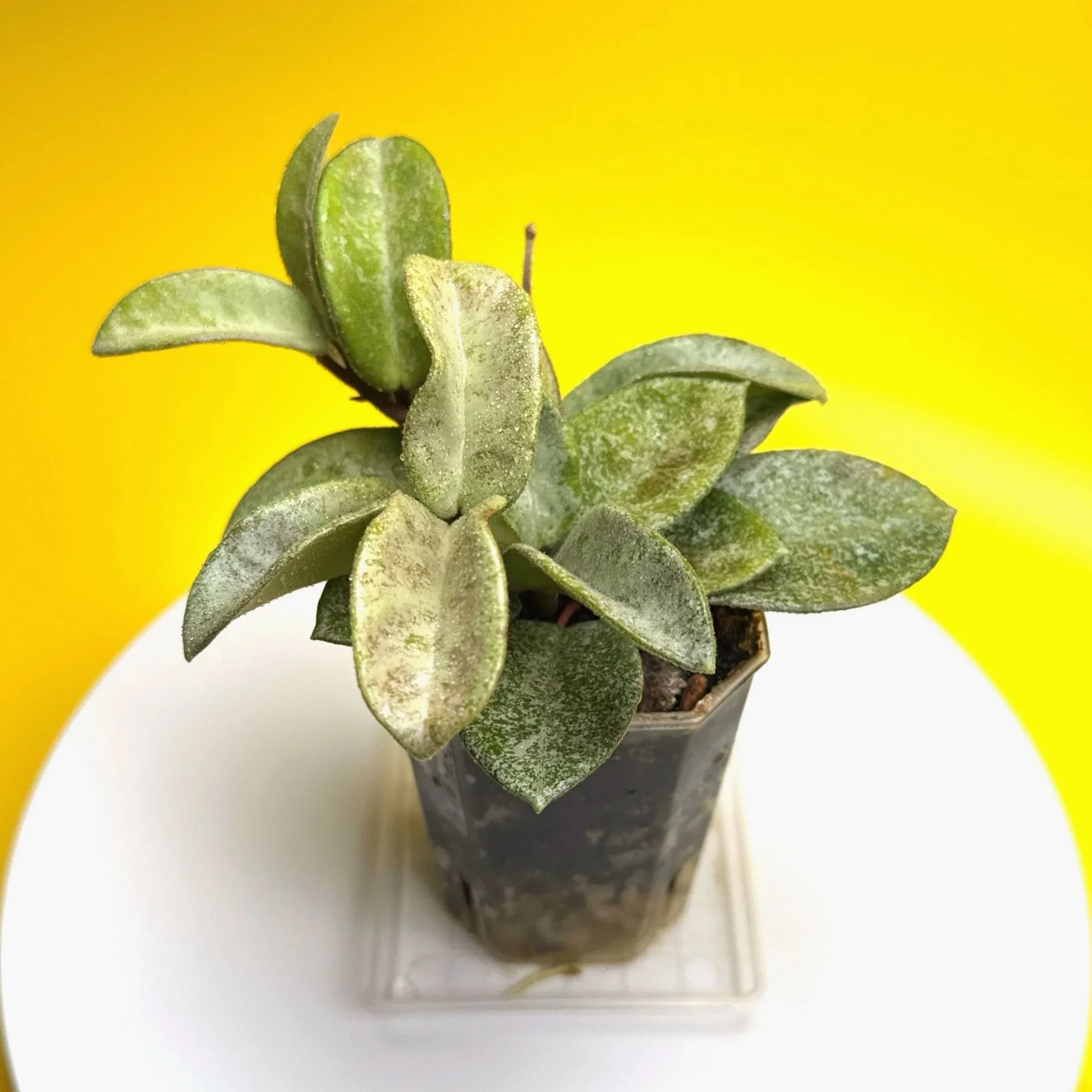 Hoya Carnosa Grey Ghost | Shop Rare Silver Hoya Houseplants | Melty Plants Australia