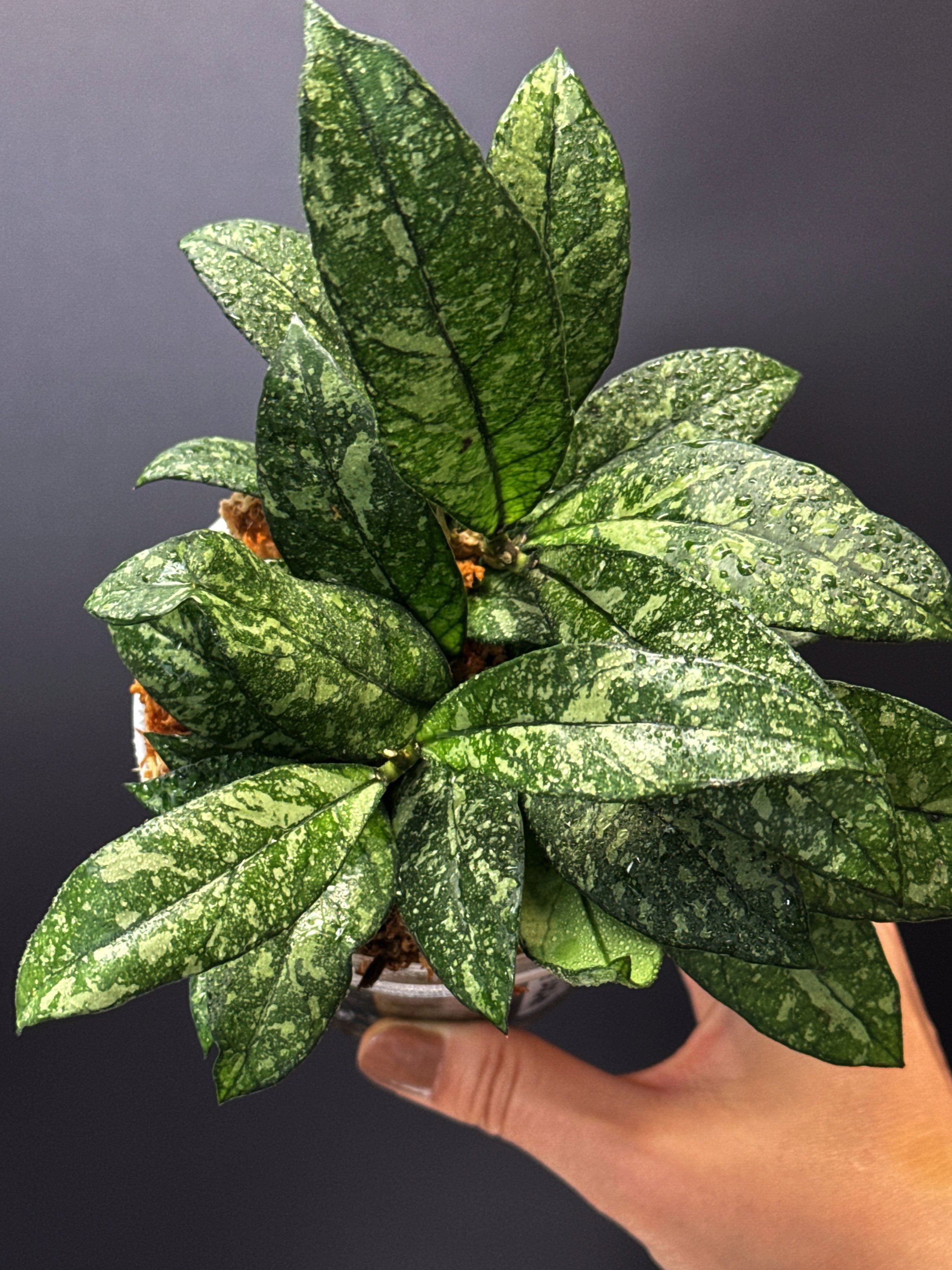 Hoya Crassipetiolata Splash multi-planted in 100mm Clear Pot for sale | Shop Rare Hoya Houseplants in Sydney, Australia | Melty Plants E-Store, Online