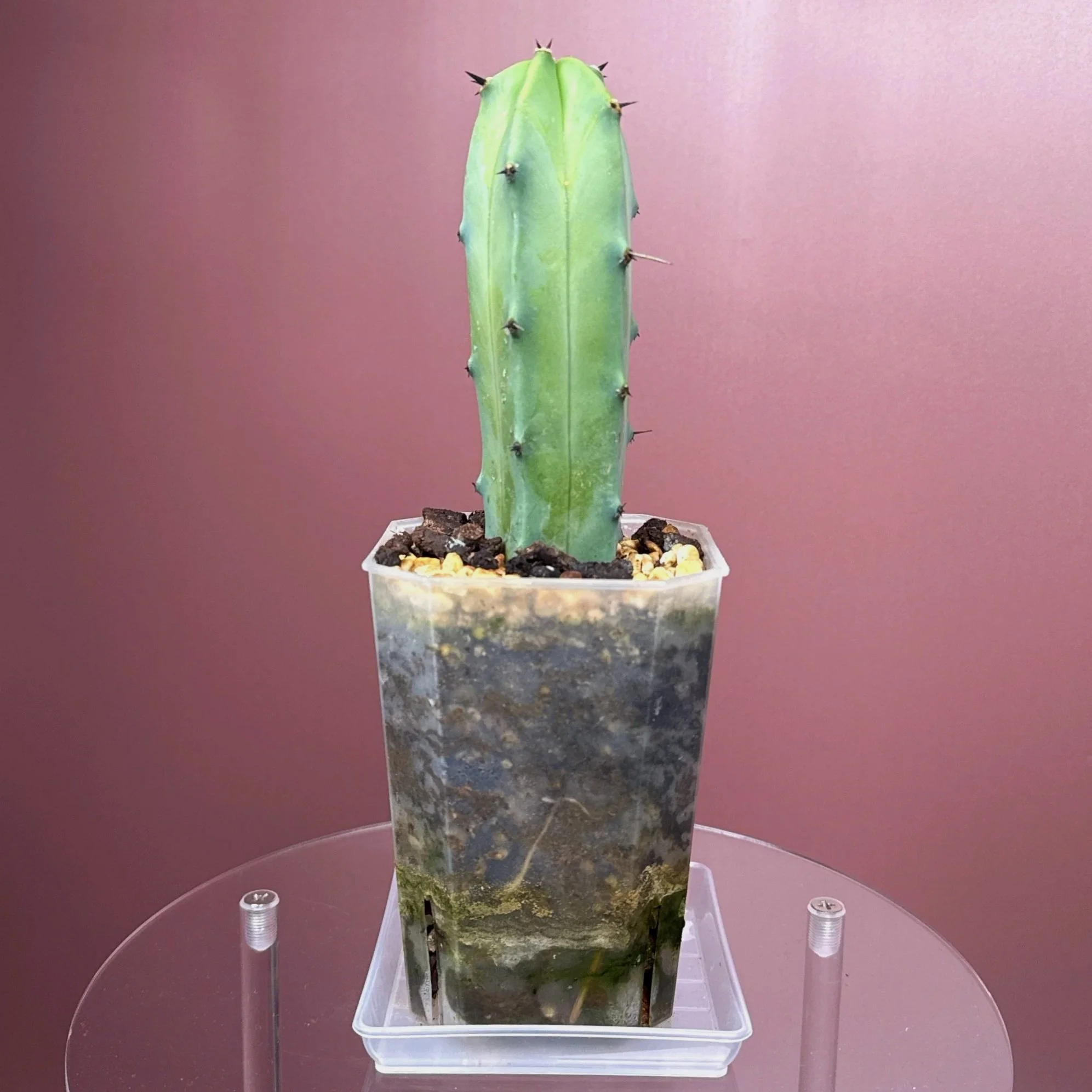 Cactus Myrtillocactus Geometrizans﻿ 'Blue Candle' | Shop Rare Blue Cacti in Sydney, Australia | Melty Plants E-Store, Online