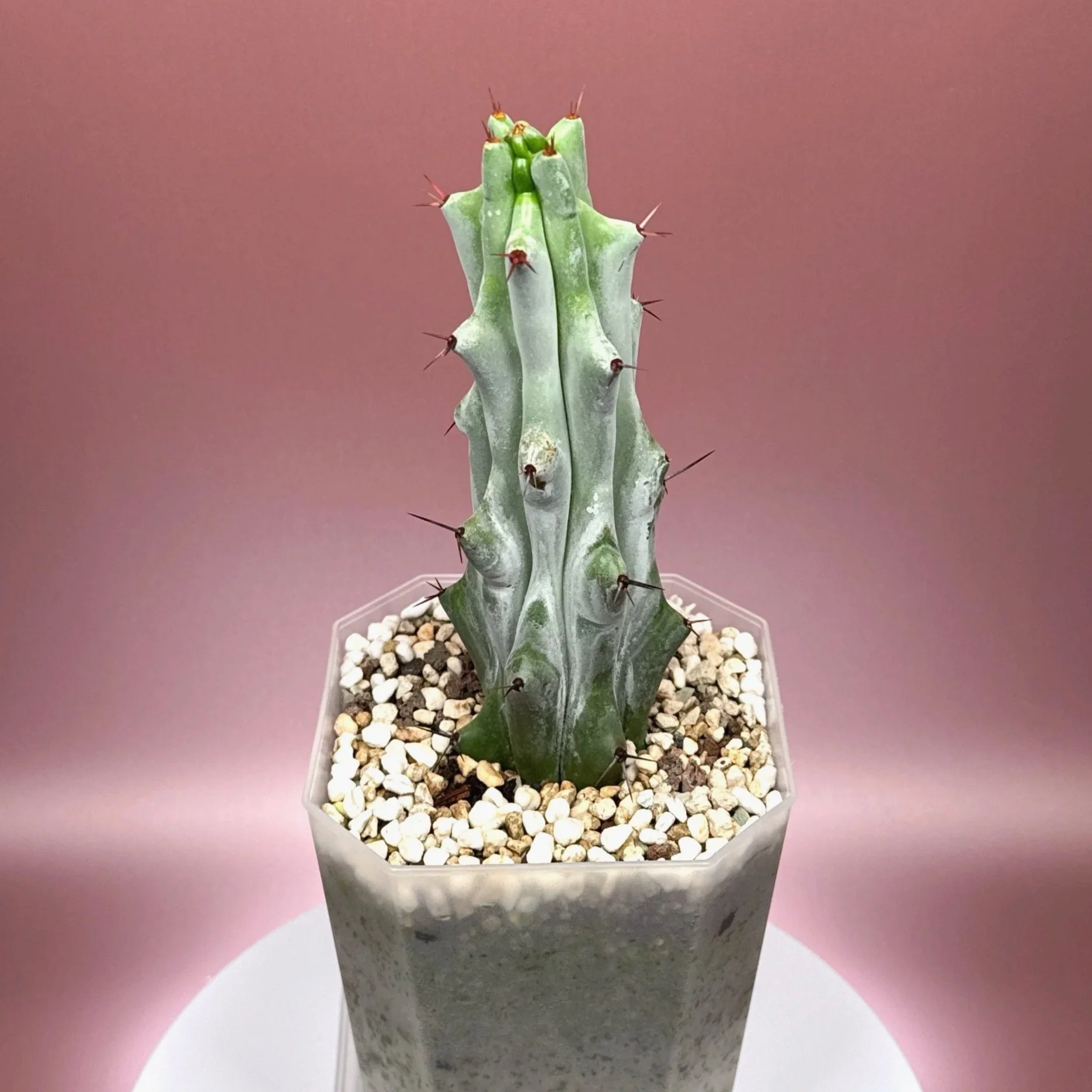 Cactus Stenocereus Beneckei 'Caterpillar' | Shop Rare White Cacti Plants in Sydney, Australia | Melty Plants E-Store Online