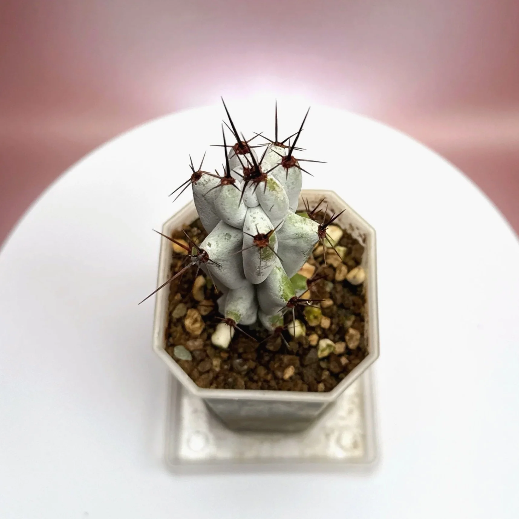 Cactus Stenocereus Beneckei 'Caterpillar' | Shop Rare White Cacti Plants in Sydney, Australia | Melty Plants E-Store Online