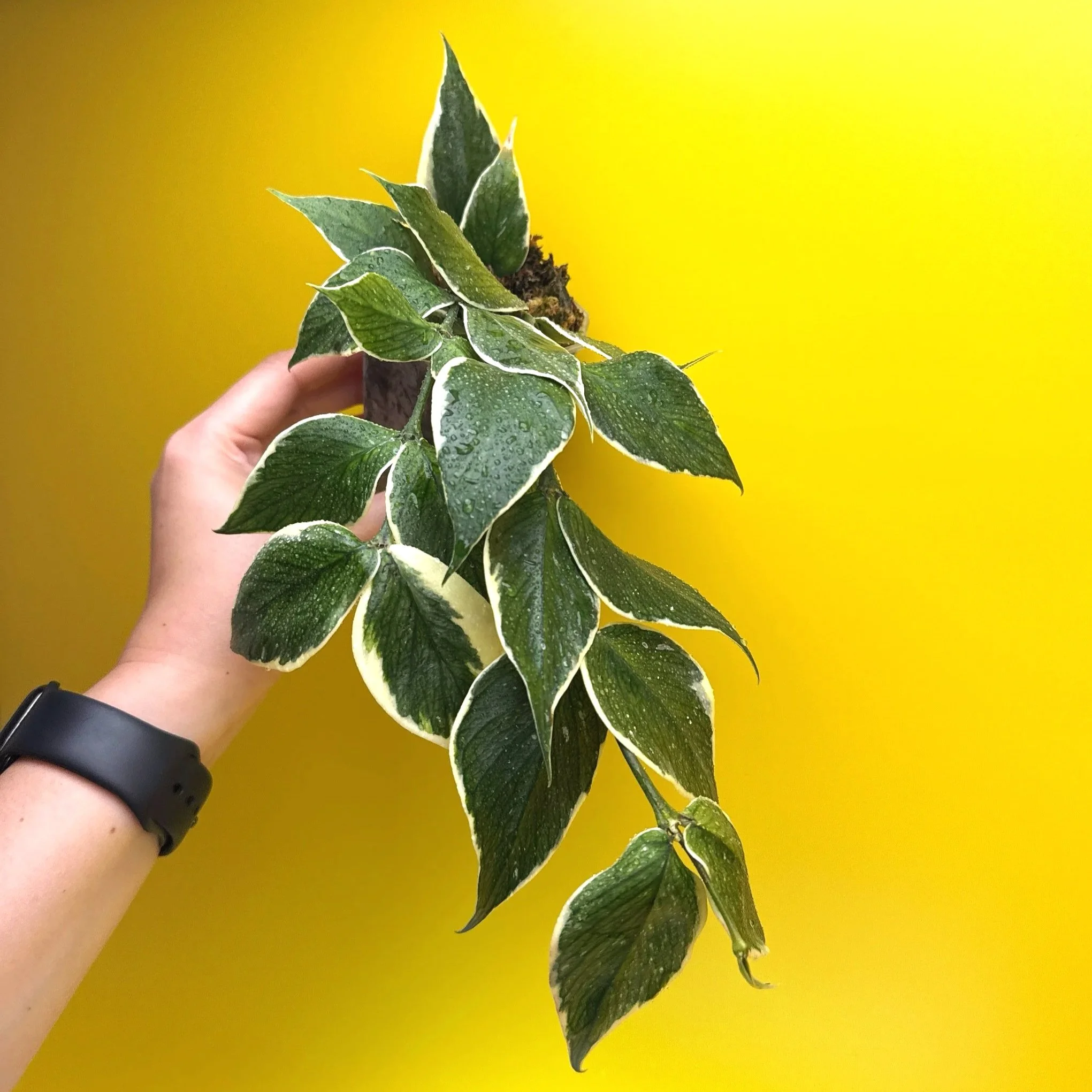 Hoya Polyneura Albomarginata | Shop Rare Hoya Houseplants in Sydney, Australia | Melty Plants E-Store, Online