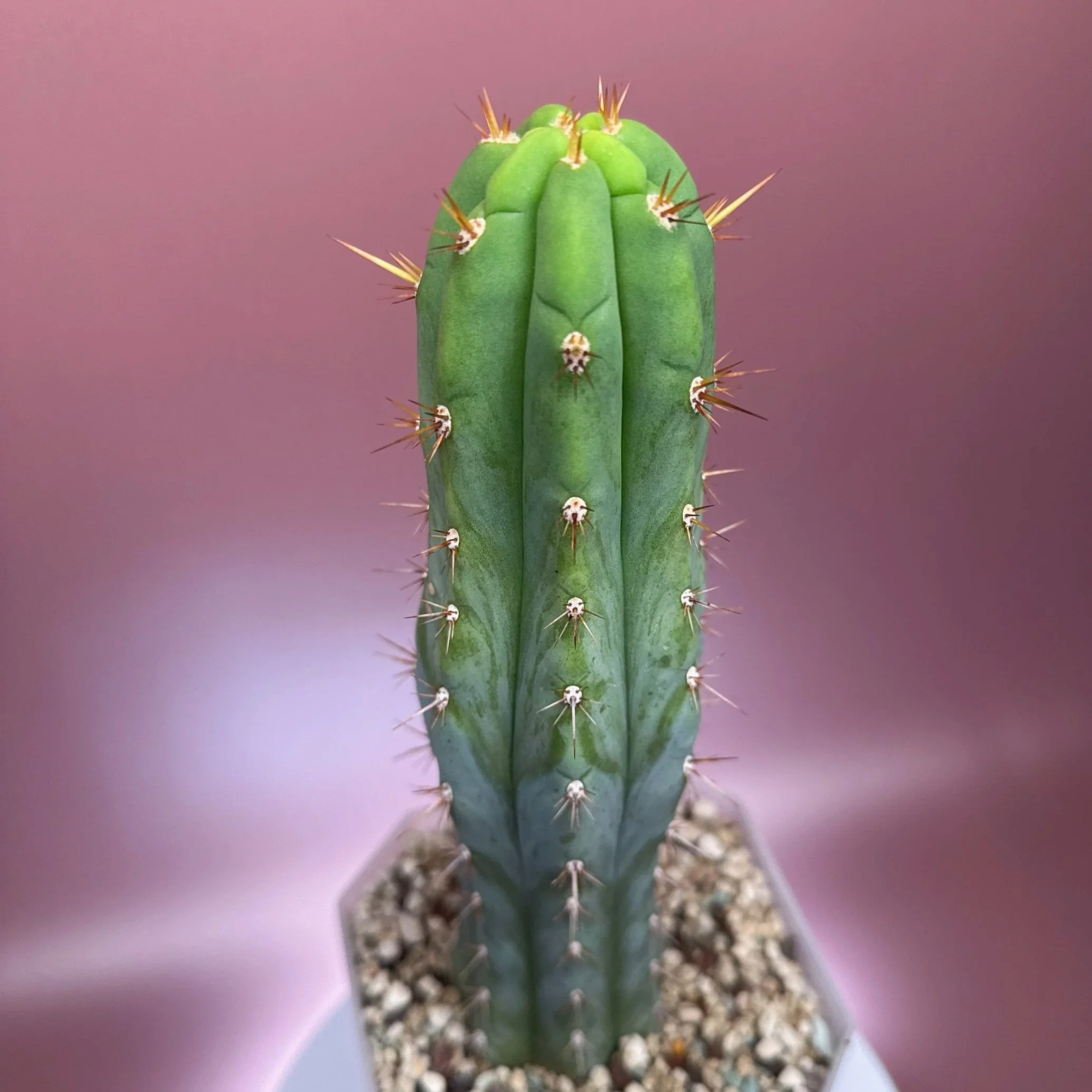 Cactus Trichocereus Peruvianus 'Len x Sharxx Blue' - Frosty | Shop Rare Frosty Blue Cacti in Sydney, Australia | Melty Plants E-Store, Online