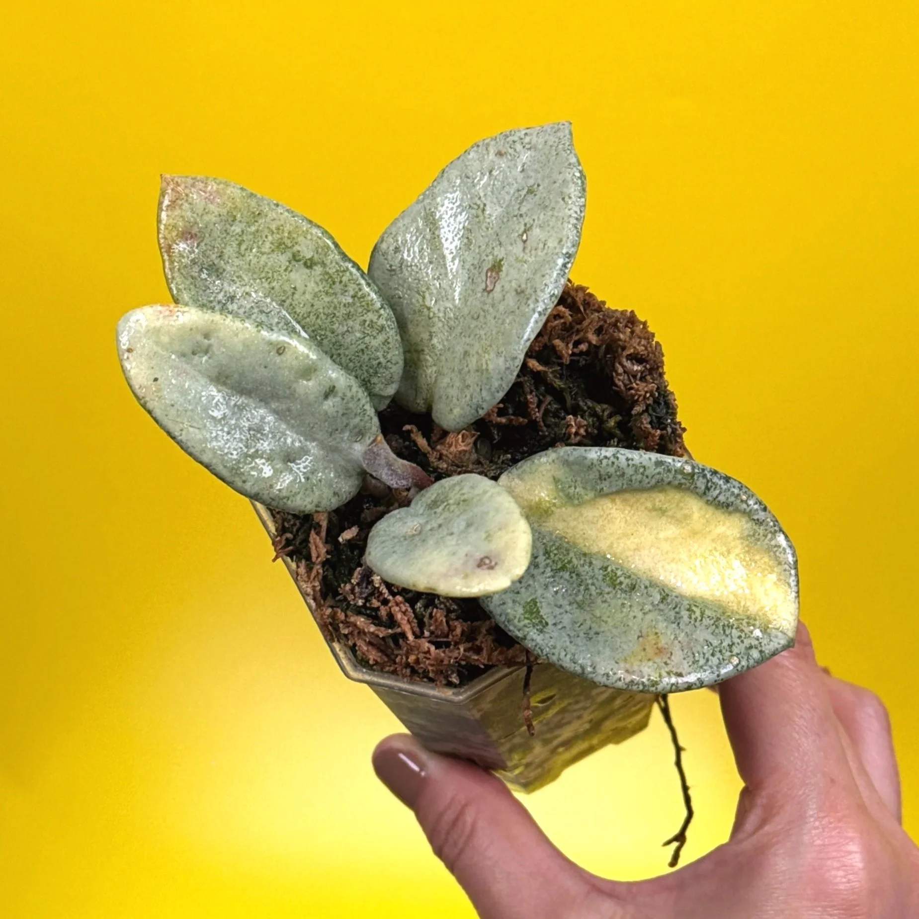 Hoya Carnosa Nova Ghost multi-planted in a small square pot for sale in Sydney, Australia