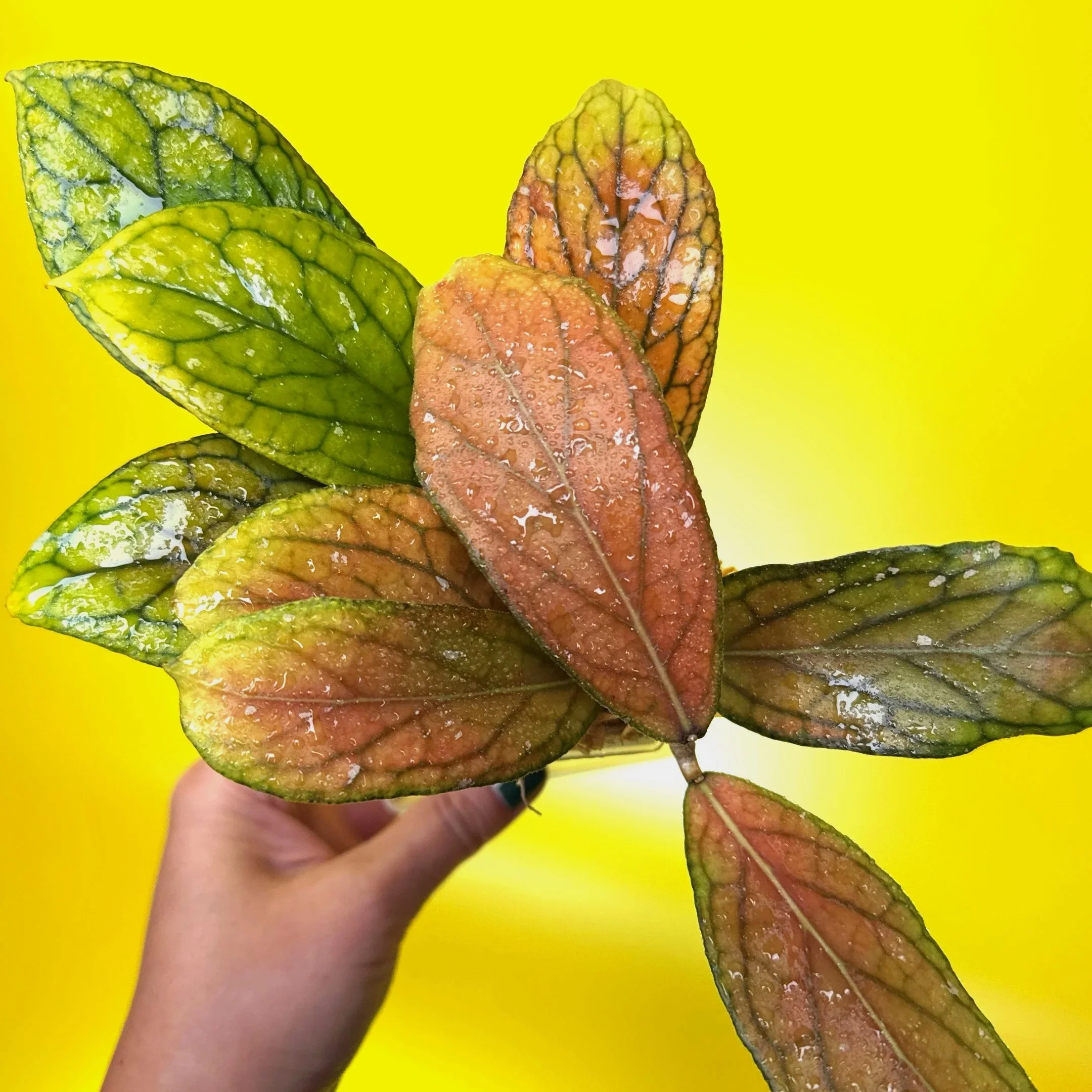 Hoya Tanggamus | Shop Rare Large Leaf Hoya Plants in Sydney, Australia | Melty Plants E-Store, Online