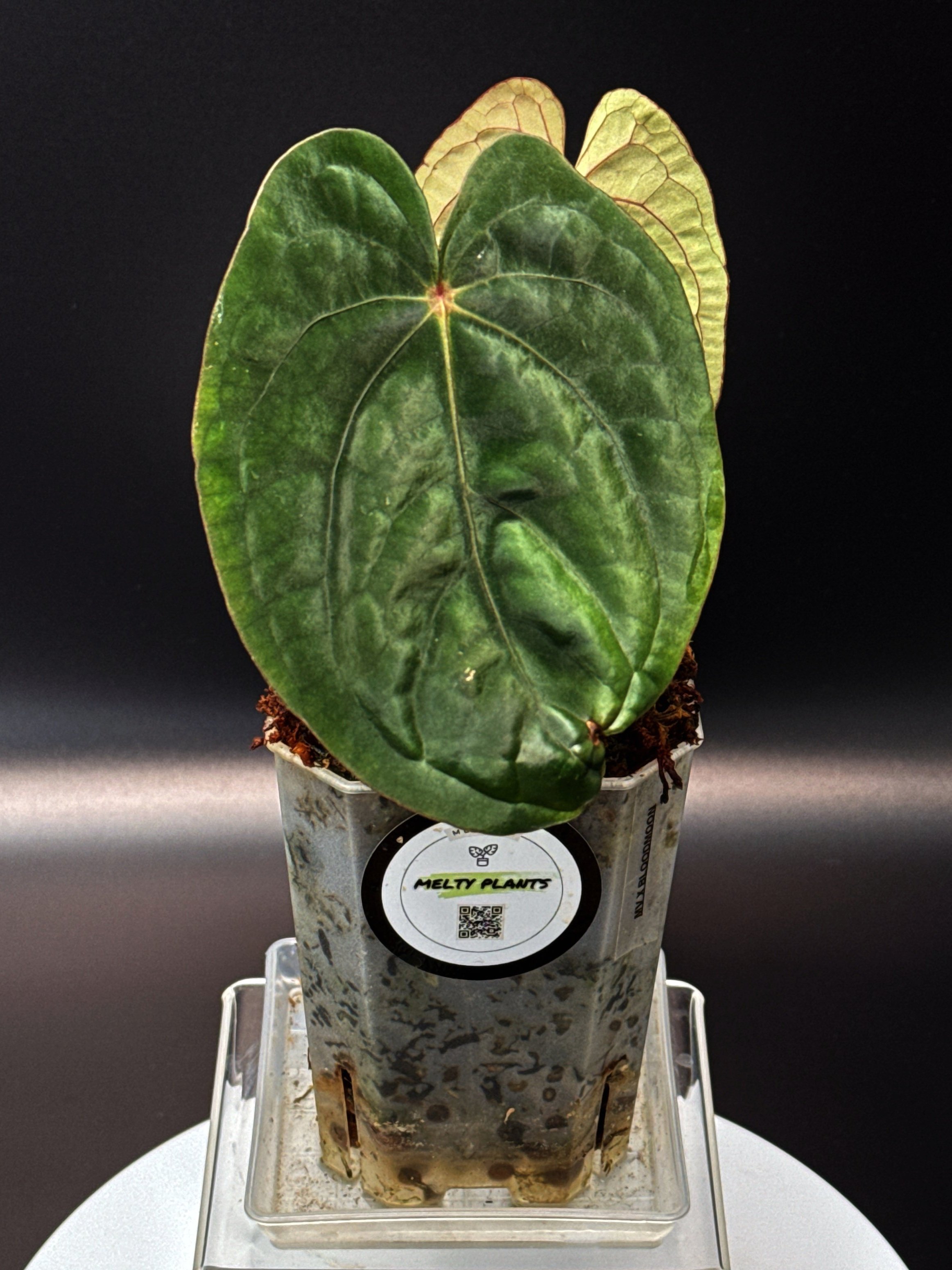 ANTHURIUM RUBY MOON: Midnight Velvet 'Deep Ruby' x Hoffmanii Red Sinus 'Bloodmoon' | Shop Rare Anthurium Houseplants in Sydney Australia | Melty Plants E-Store, Online