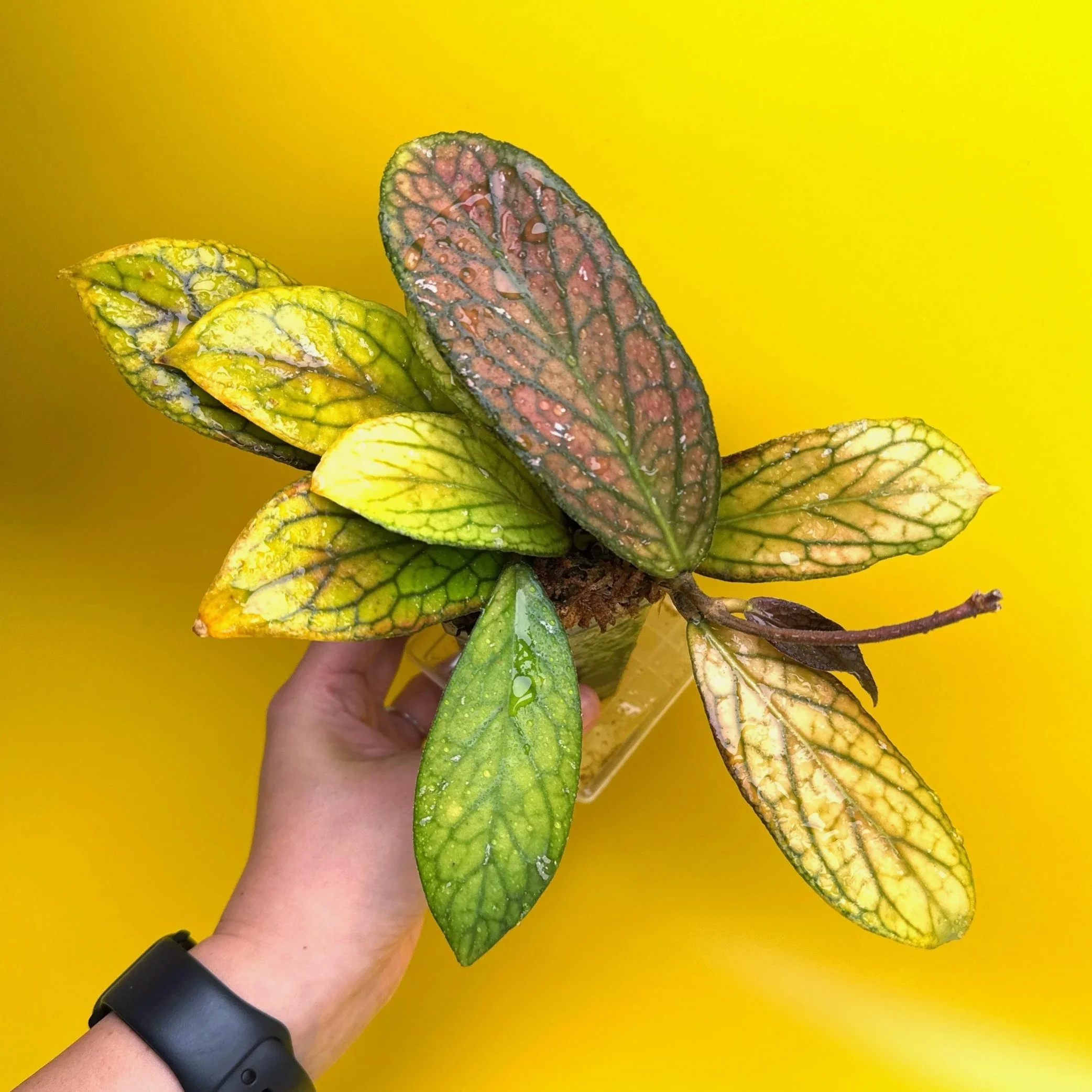 HOYA Tanggamus | Rare Collector Hoya Sydney | Melty Plants Australia
