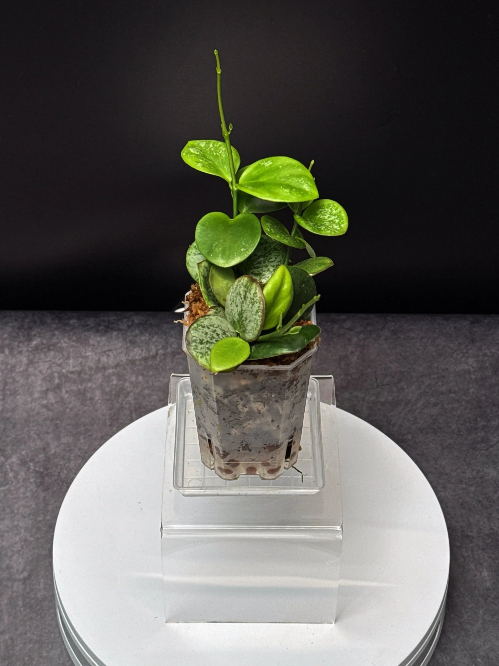 Hoya Collina in Small Square Pot | Shop Rare Hoya Plants in Sydney, Australia | Melty Plants E-Store, Online