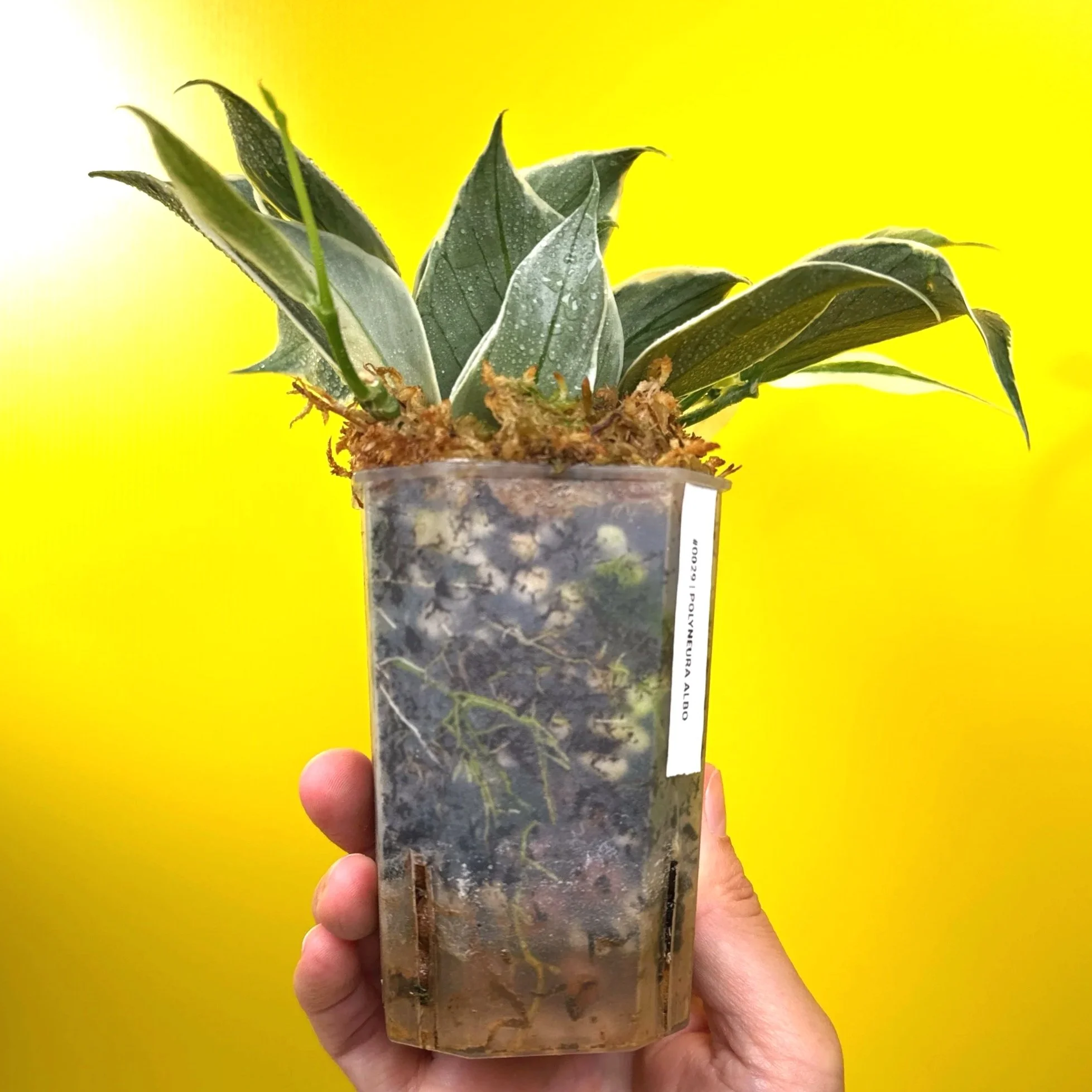 Hoya Polyneura Albomarginata | Shop Rare Hoya Houseplants in Sydney, Australia | Melty Plants E-Store, Online