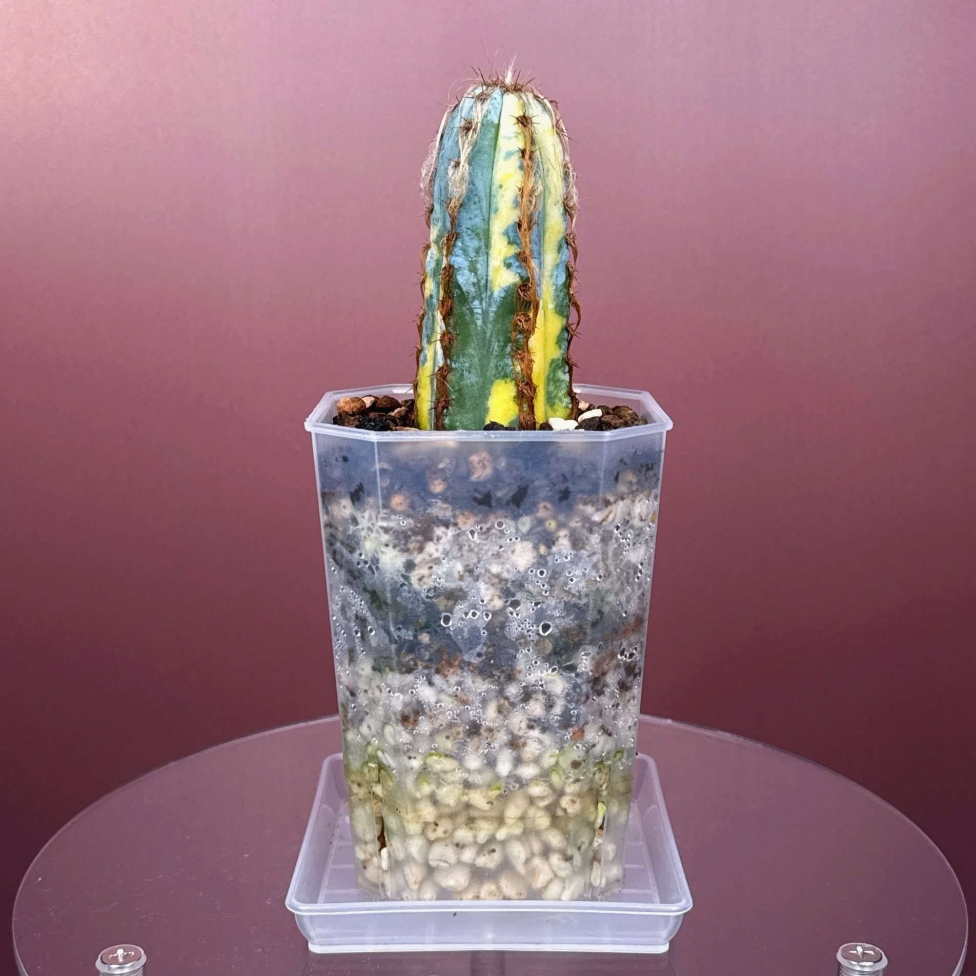 Pilosocereus Glaucescens Cv 'Heinz' Variegated | Shop rare and variegated Cacti in Sydney, Australia | Melty Plants E-Store, Online