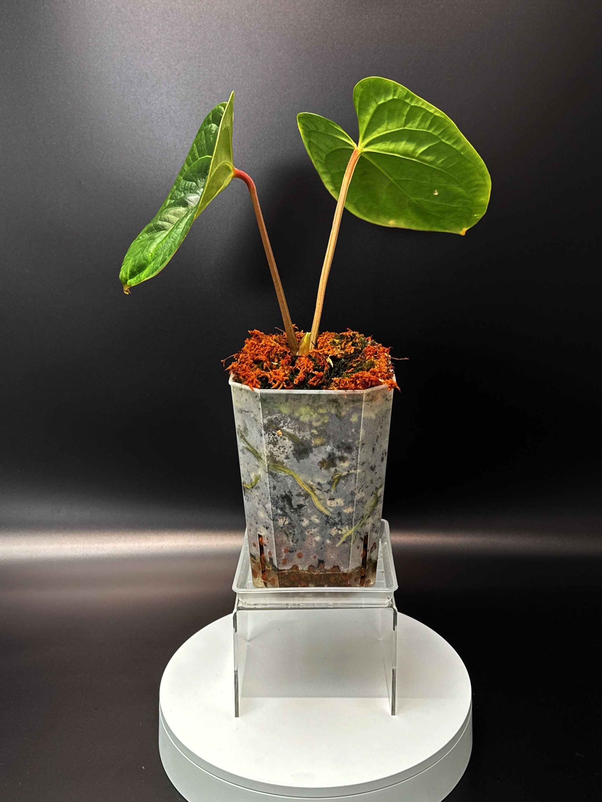 Anthurium Bessurians 'Besseae Aff. x Luxurians' in a large square pot + saucer | Shop Rare Australian Anthuriums in Sydney Australia | Melty Plants E-Store, Online