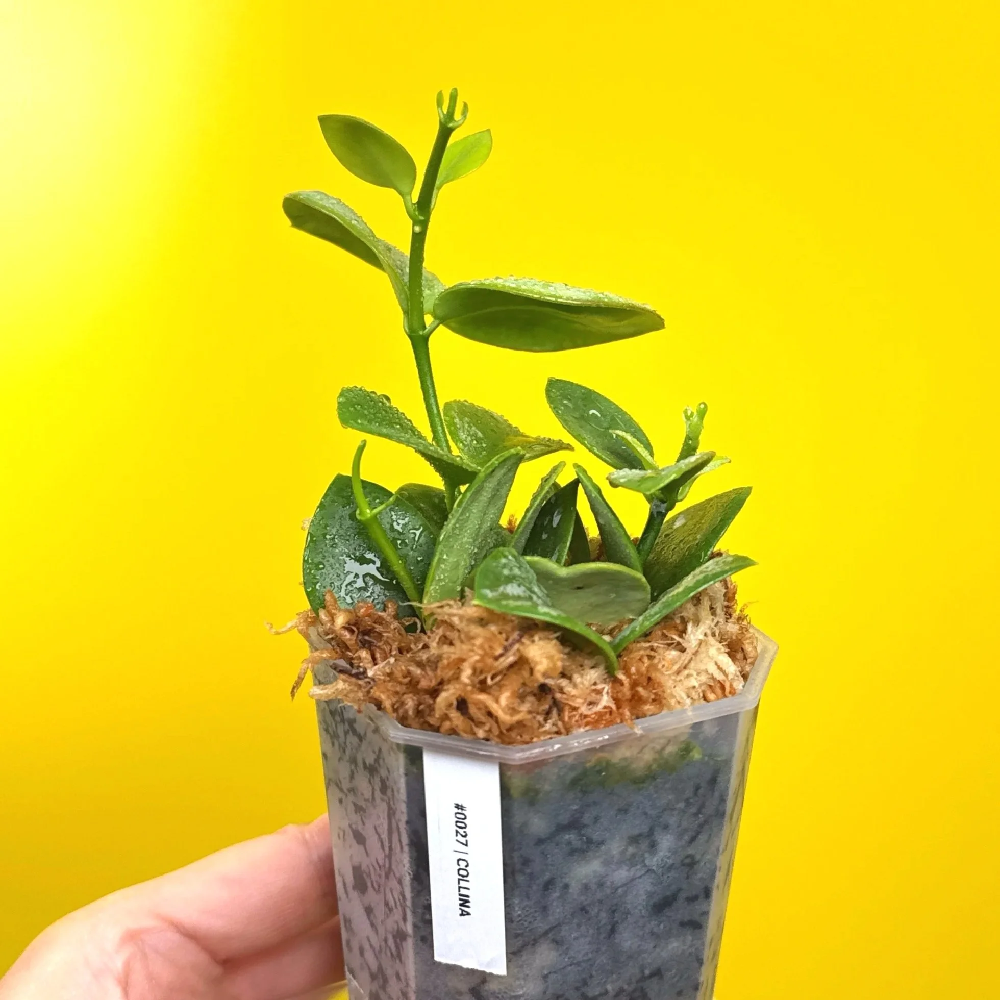 Hoya Collina in a small clear square pot for sale | Shop Rare Hoya Plants in Sydney, Australia | Melty Plants E-Store, Online