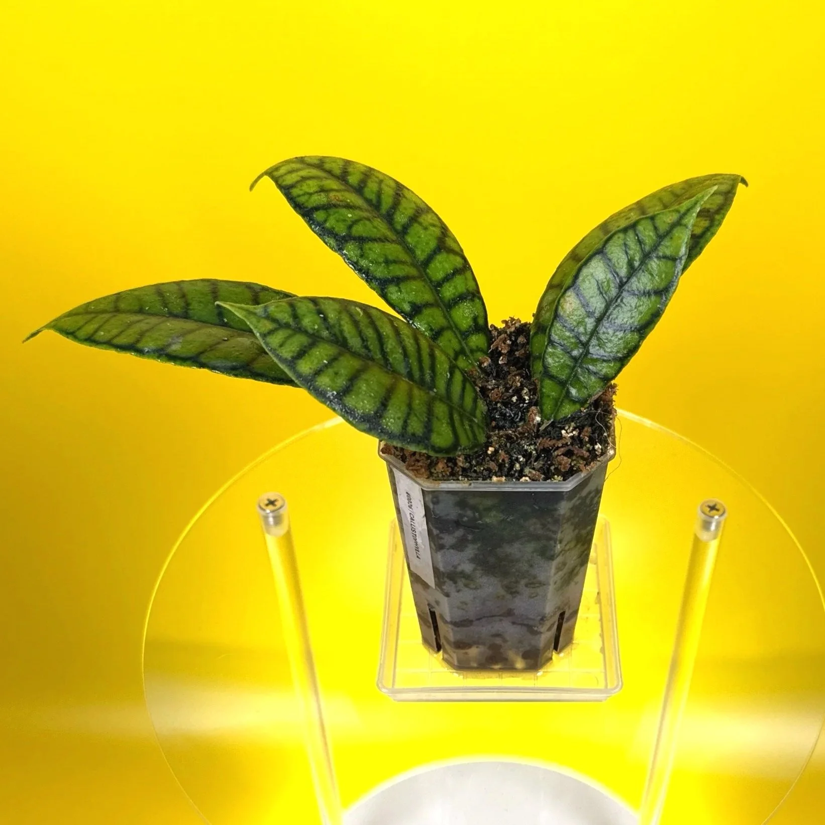 Hoya Callistophylla sp. Kalimantan | Shop Rare Hoya Plants in Sydney, Australia | Melty Plants Australia E-Store, Online