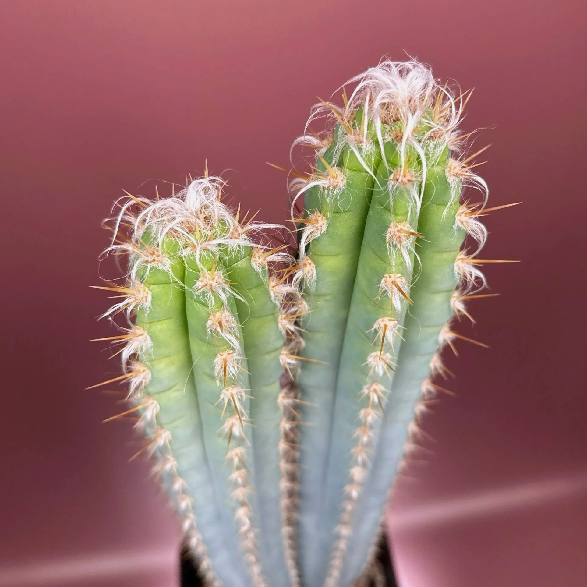 Rare Cactus Pilosocereus Pachycladus﻿ 'Woolly Blue Torch'. A mature double headed specimen. Featured in an extra large square pot for sale on Melty Plants Australia online store in Sydney Australia.