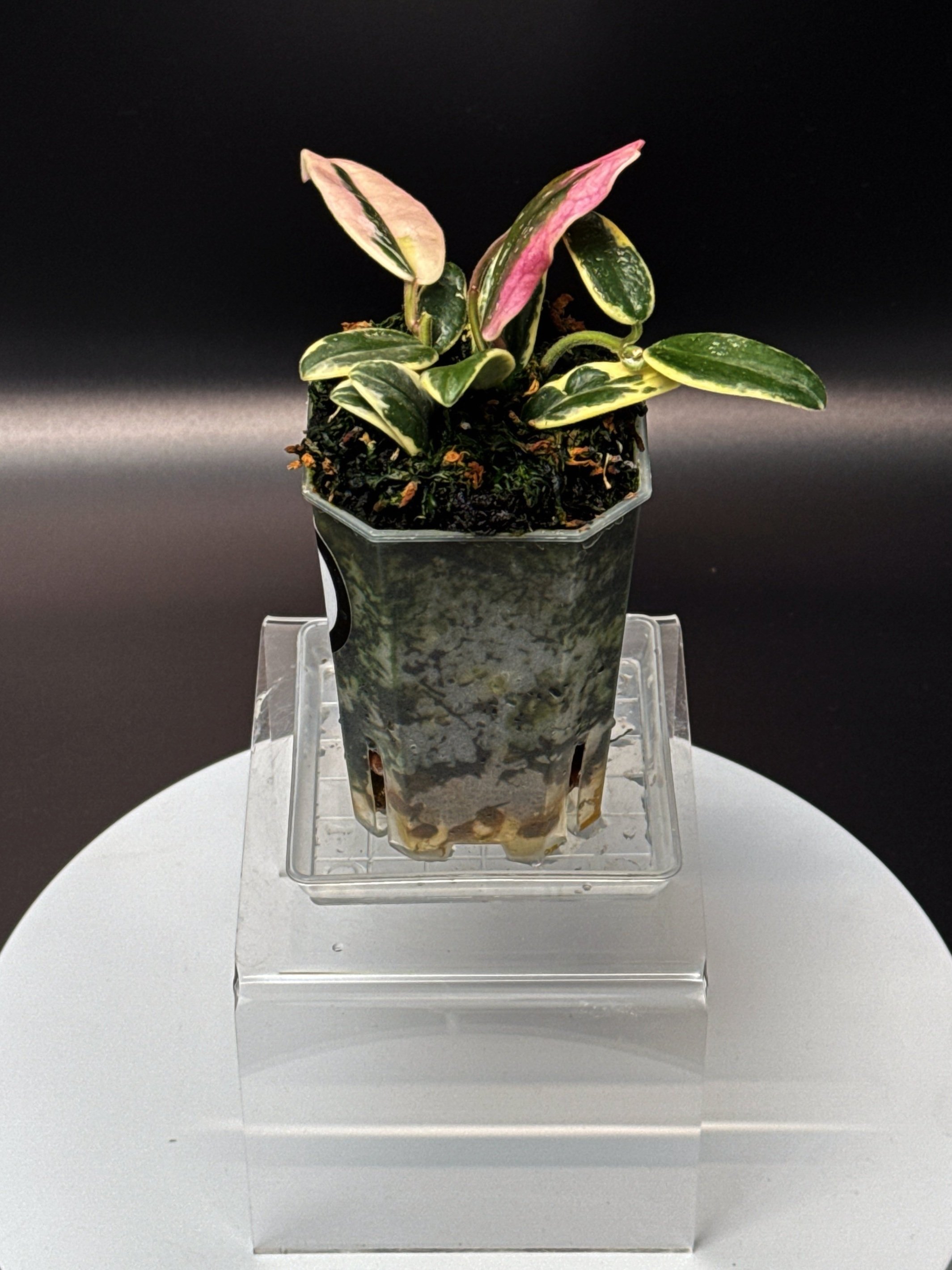 Hoya Lyi Pink Prism Albomarginata multi-planted in a Small Square Clear Pot for sale | Shop Rare Hoya Houseplants in Sydney, Australia | Melty Plants E-Store, Online
