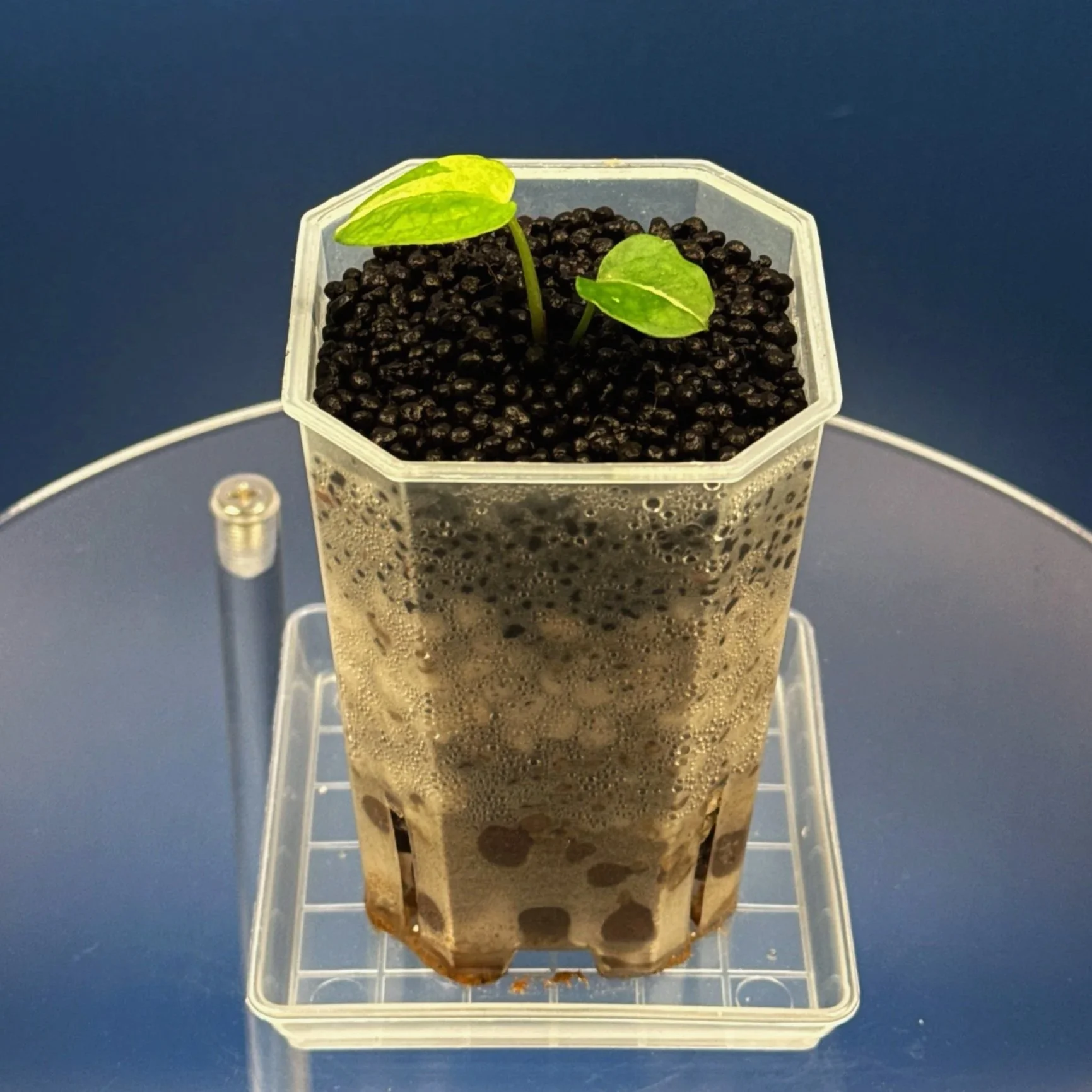 Anthurium Variegated Magnificum x Red Vein Dark Phoenix –Variegated | Shop Ultra Rare Variegated Anthuriums online from Sydney, Australia | Melty Plants E-Store, Online