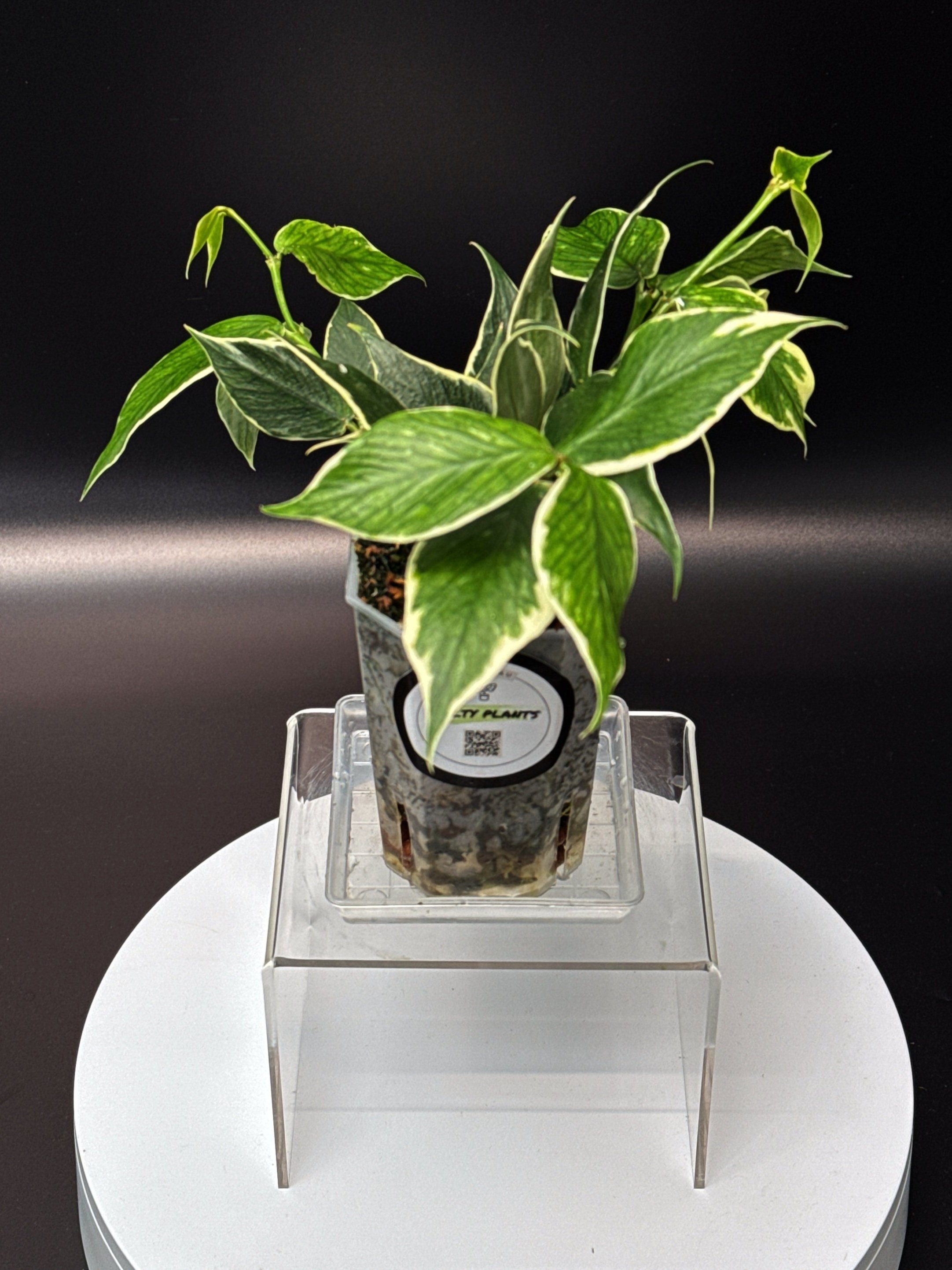 Hoya Polyneura Albomarginata in 100mm Clear Pot for sale | Shop Rare Hoya Houseplants in Sydney, Australia | Melty Plants E-Store, Online