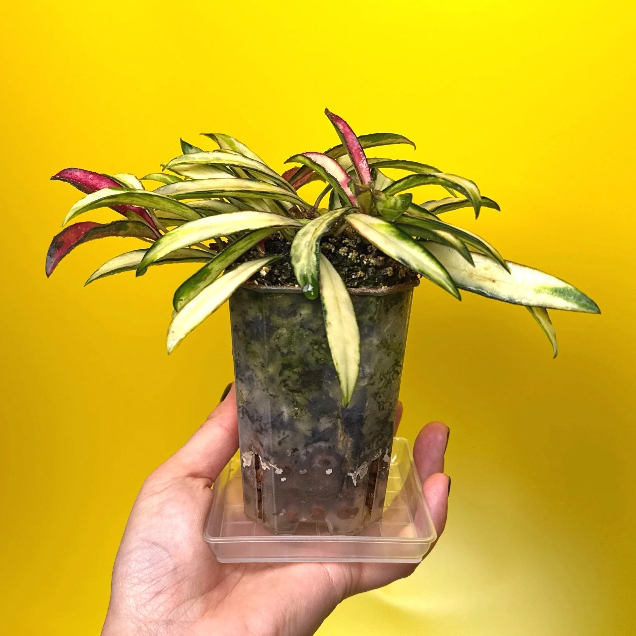 Hoya Wayetii Variegata | Shop Rare and Variegated Hoya Houseplants in Sydney, Australia | Melty Plants Australia E-Store, Online