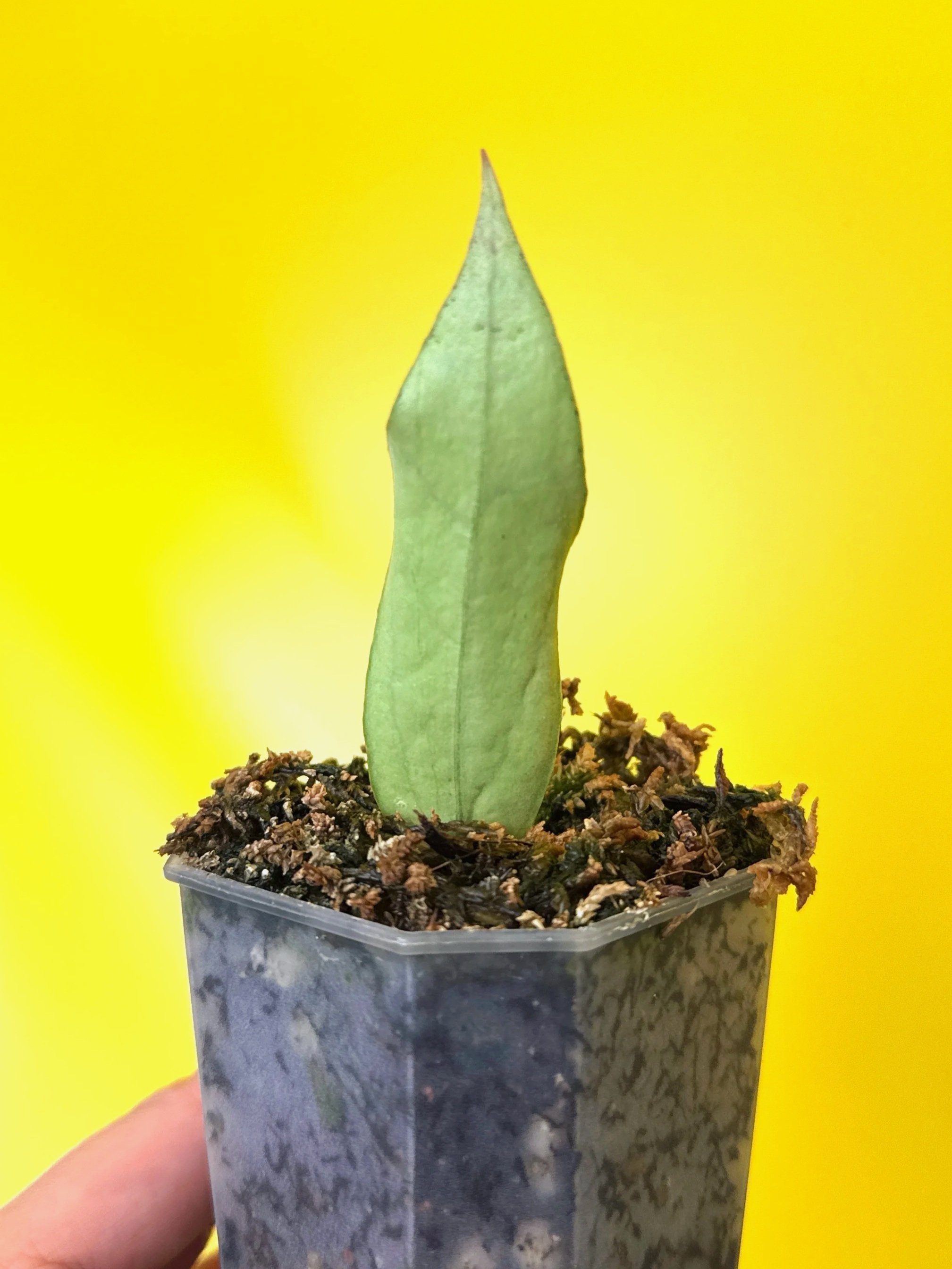 Hoya Sp. Germany Silver | Shop Rare Silver Hoya Houseplants from Sydney, Australia | Melty Plants E-Store Online