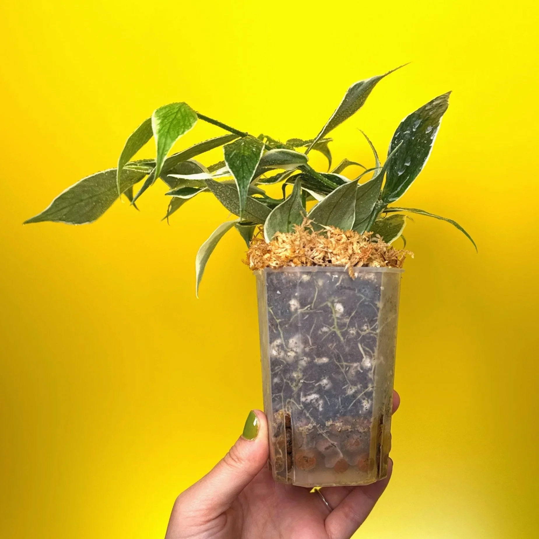 Hoya Polyneura Albomarginata | Shop Rare Hoya Houseplants in Sydney, Australia | Melty Plants E-Store, Online