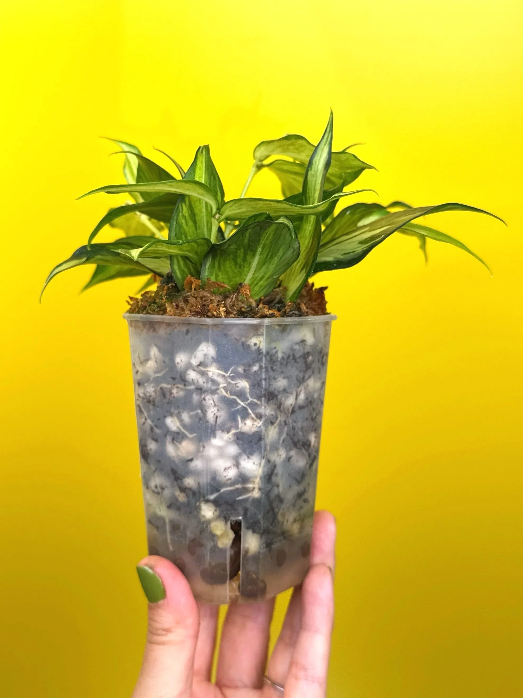 Hoya Polyneura Albomarginata Inner Variegated multi-planted in Small Square Clear Pot for sale | Shop Rare Variegated Hoya Houseplants in Sydney, Australia | Melty Plants E-Store, Online