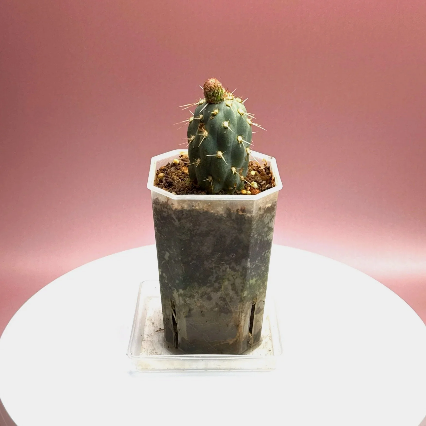 Cactus Miqueliopuntia Miquelii | Shop Rare Blue Cacti in Sydney, Australia | Melty Plants E-Store, Online
