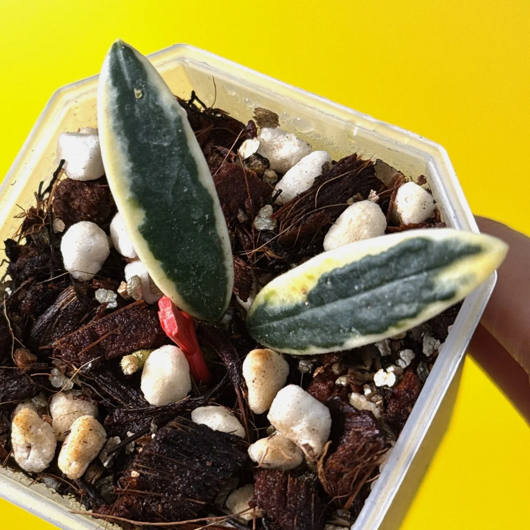 Hoya Lyi Prism Albomarginata True Form 'Dotted Margin' | Shop Ultra Rare Hoya Houseplants in Sydney, Australia | Melty Plants E-Store, Online