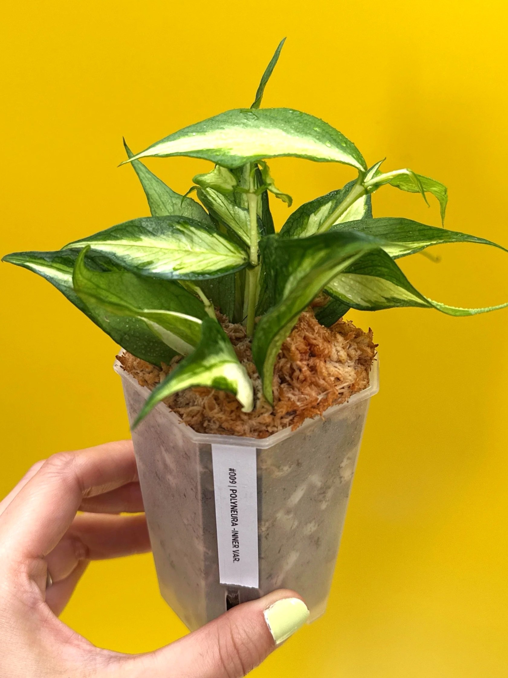 Hoya Polyneura Albomarginata Inner Variegated multi-planted in Small Square Clear Pot for sale | Shop Rare Variegated Hoya Houseplants in Sydney, Australia | Melty Plants E-Store, Online