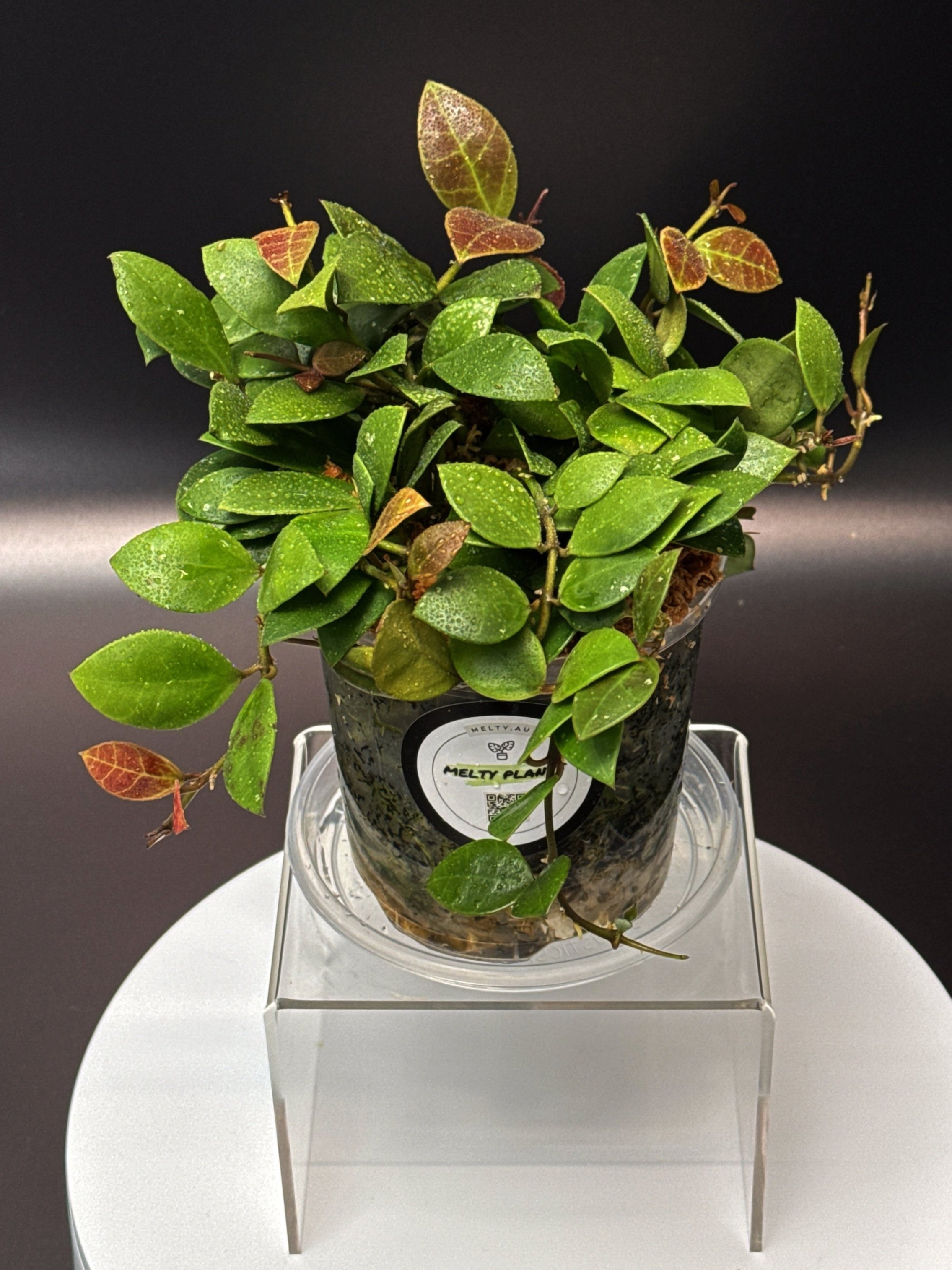 Hoya Rebecca multi-planted in 100mm Clear Pot for sale | Shop Rare Hoya Houseplants in Sydney, Australia | Melty Plants E-Store, Online