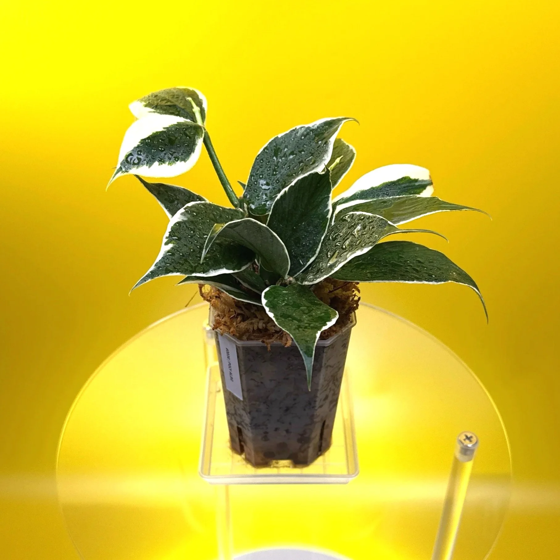 Hoya Polyneura Albomarginata | Shop Rare Hoya Houseplants in Sydney, Australia | Melty Plants E-Store, Online