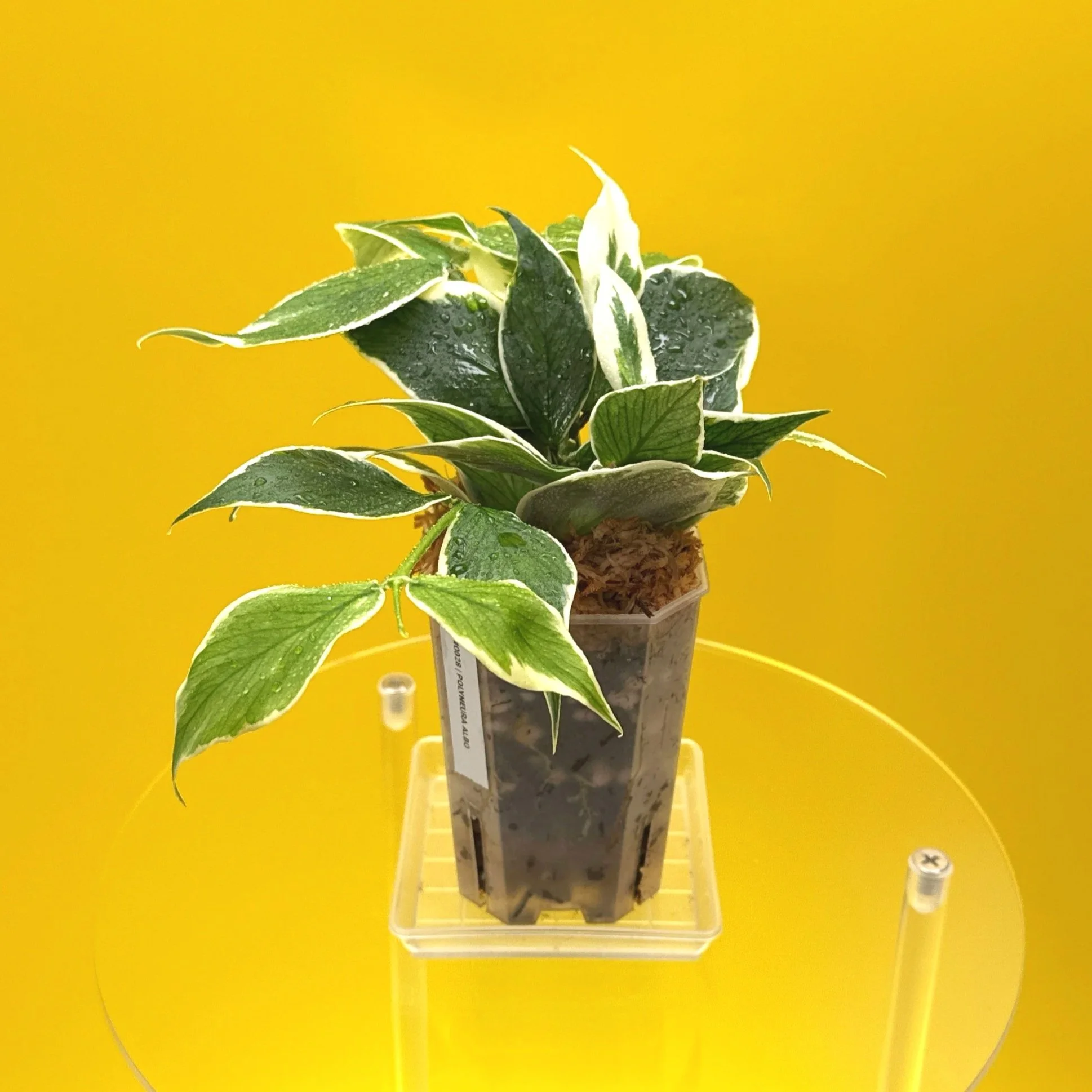 Hoya Polyneura Albomarginata | Shop Rare Hoya Houseplants in Sydney, Australia | Melty Plants E-Store, Online