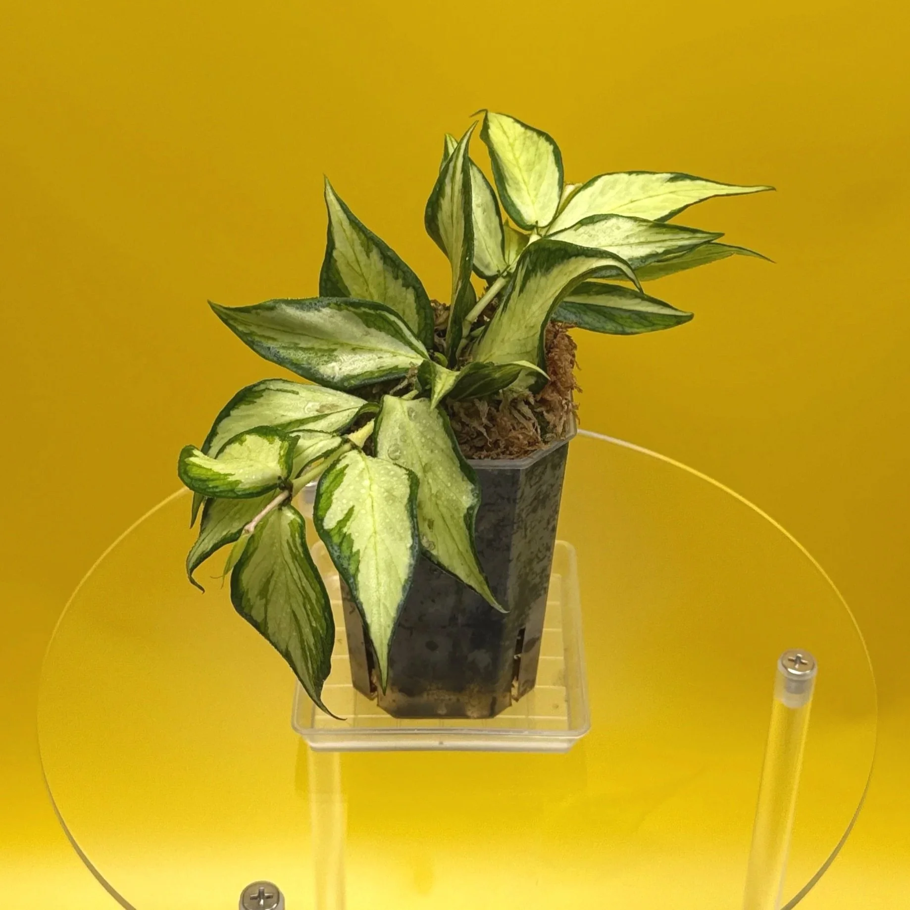 Hoya Polyneura Albomarginata Inner Variegated multi-planted in Small Square Clear Pot for sale | Shop Rare Variegated Hoya Houseplants in Sydney, Australia | Melty Plants E-Store, Online