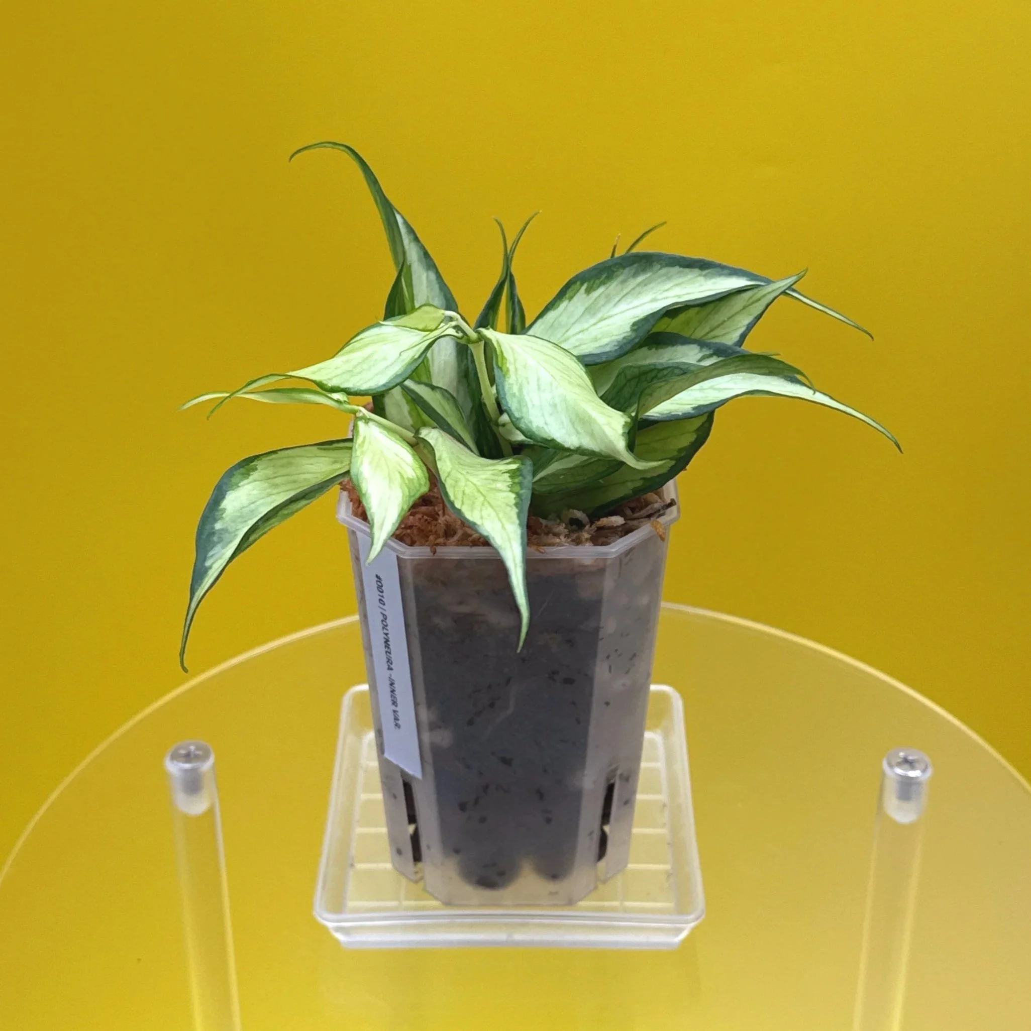 Hoya Polyneura Albomarginata Inner Variegated multi-planted in Small Square Clear Pot for sale | Shop Rare Variegated Hoya Houseplants in Sydney, Australia | Melty Plants E-Store, Online