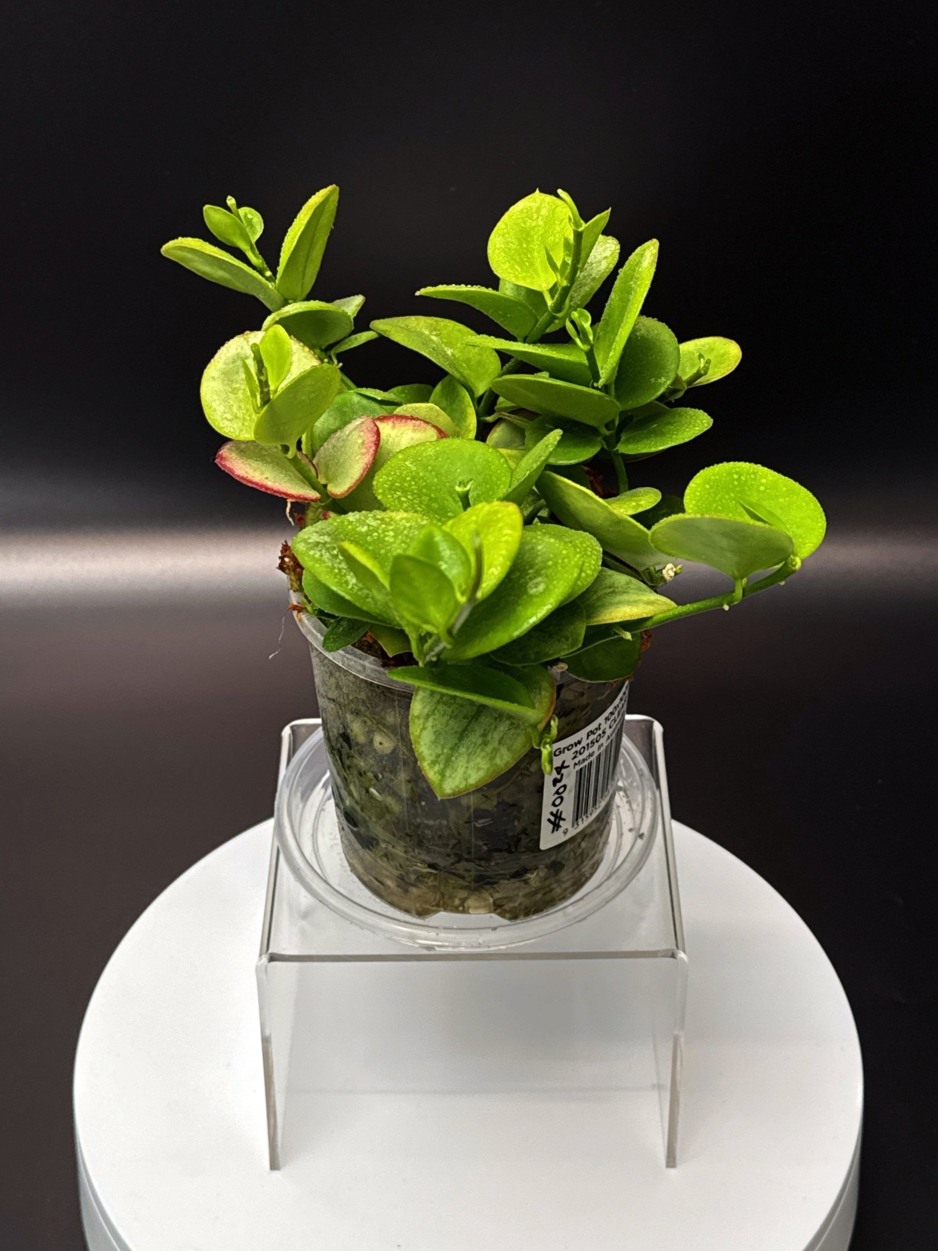 Hoya Collina in 100mm Clear Pot for sale | Shop Rare Hoya Plants in Sydney, Australia | Melty Plants E-Store, Online