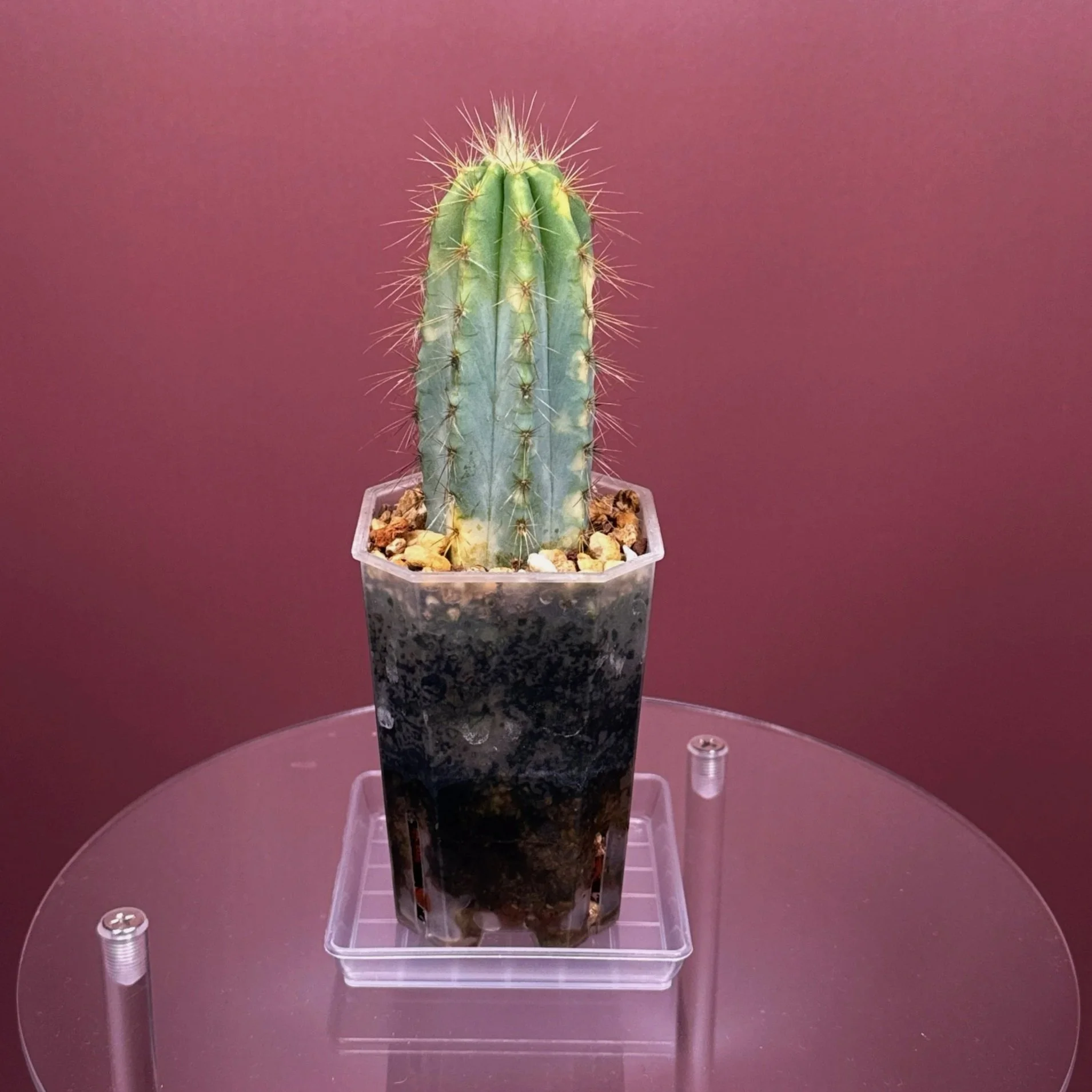 Highly desired and ultra rare Cactus Pilosocereus Pachycladus﻿ Variegated in a medium square sized clear pot for sale from Melty Plants Australia Sydney online store.
