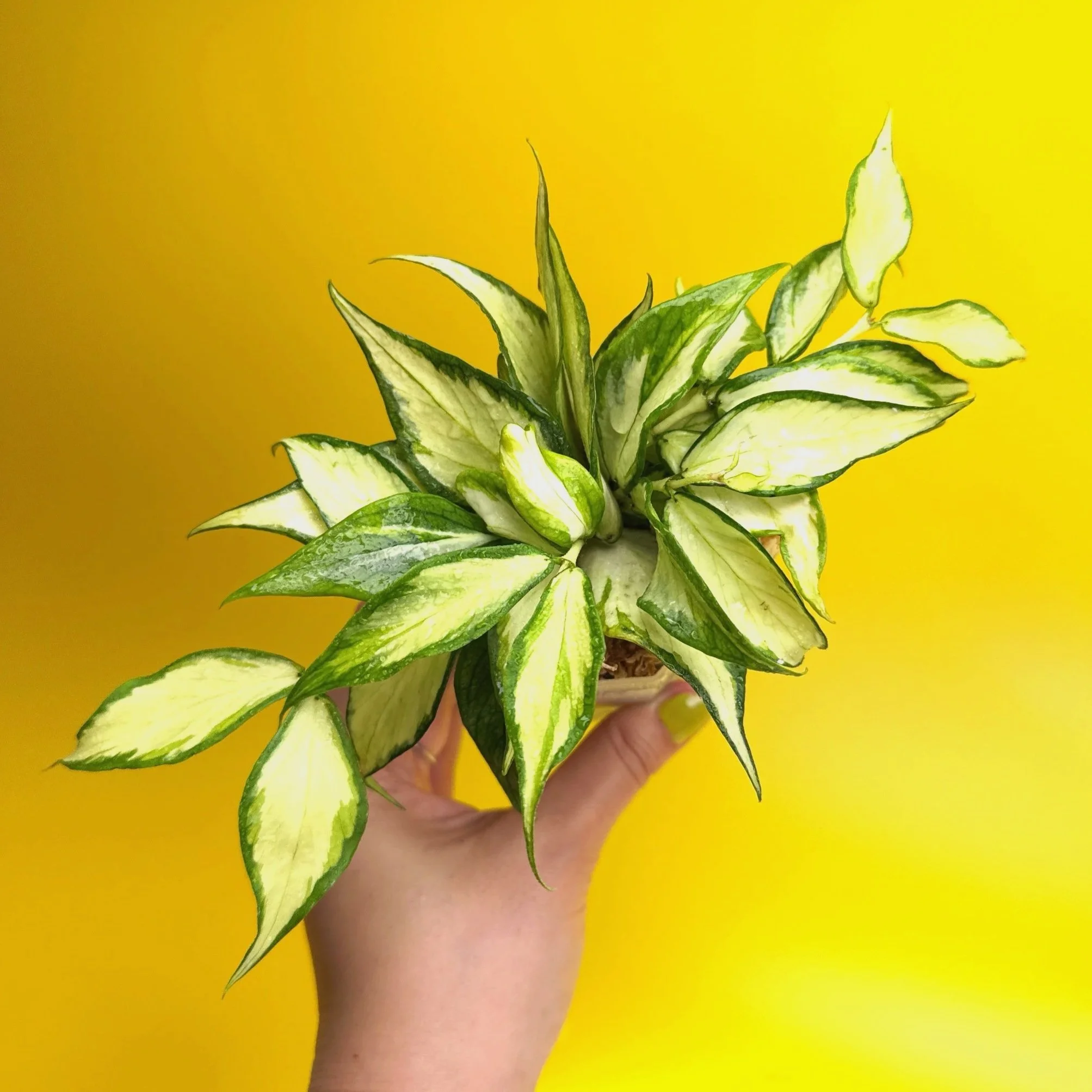 HOYA Polyneura Inner Variegated | Rare Collector Plant Specialists | Melty Plants Australia