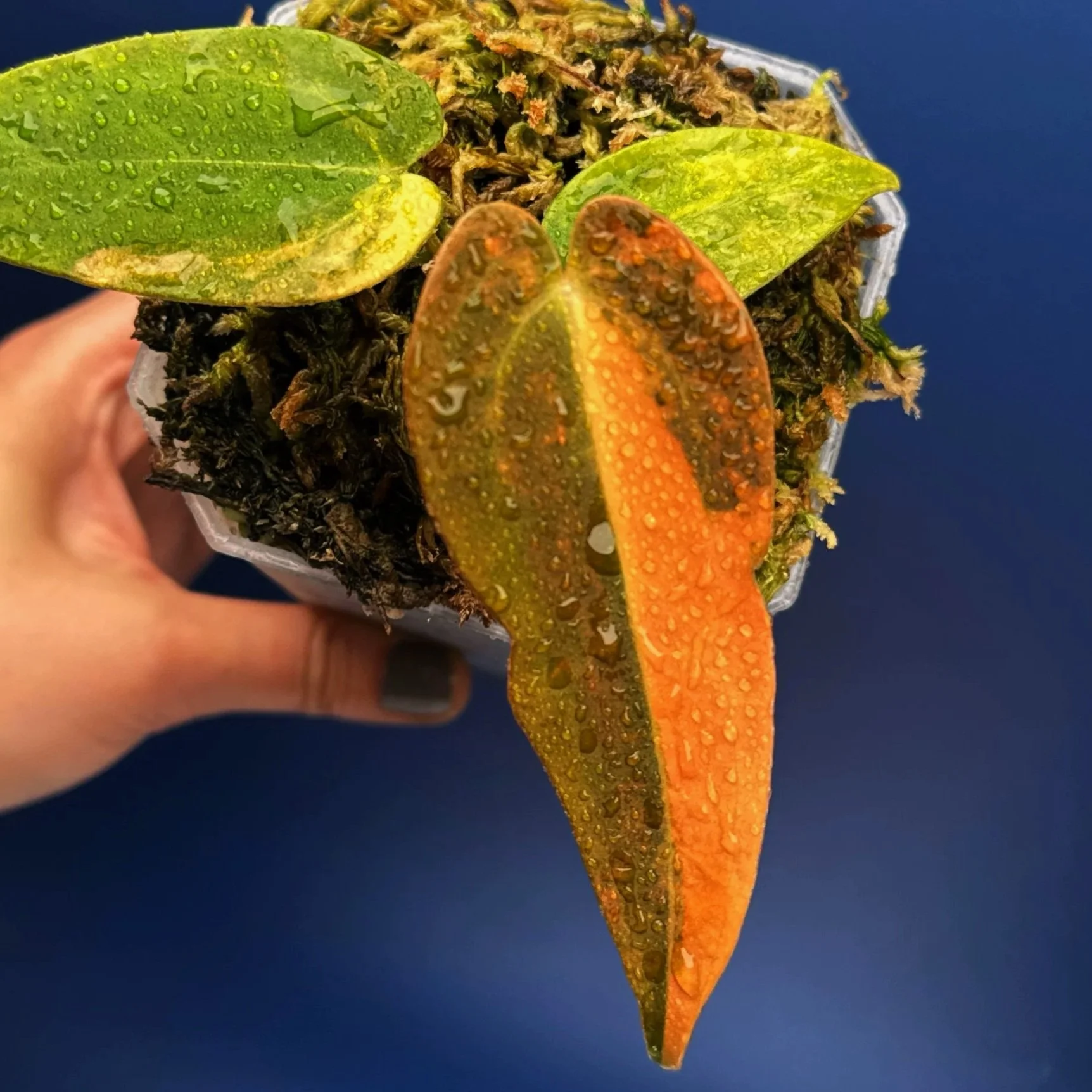 Anthurium (Var. Forgetii x Dark Pap) x Aus Black Cherry Red – Variegated | Shop Ultra Rare Variegated Anthuriums online from Sydney, Australia | Melty Plants E-Store, Online