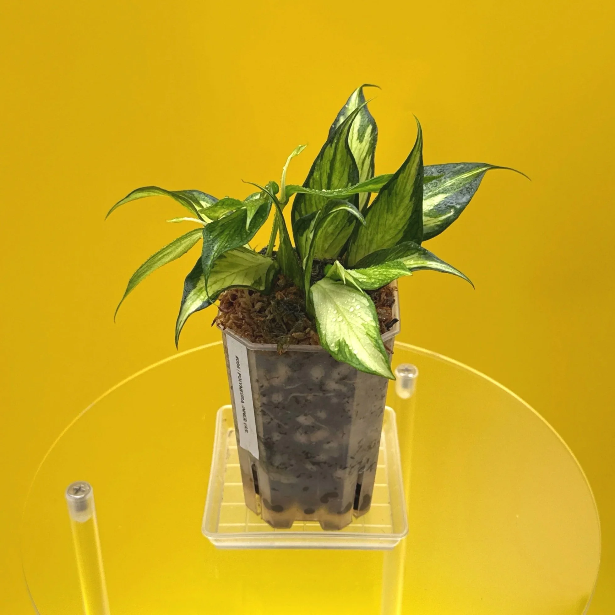 Hoya Polyneura Albomarginata Inner Variegated multi-planted in Small Square Clear Pot for sale | Shop Rare Variegated Hoya Houseplants in Sydney, Australia | Melty Plants E-Store, Online