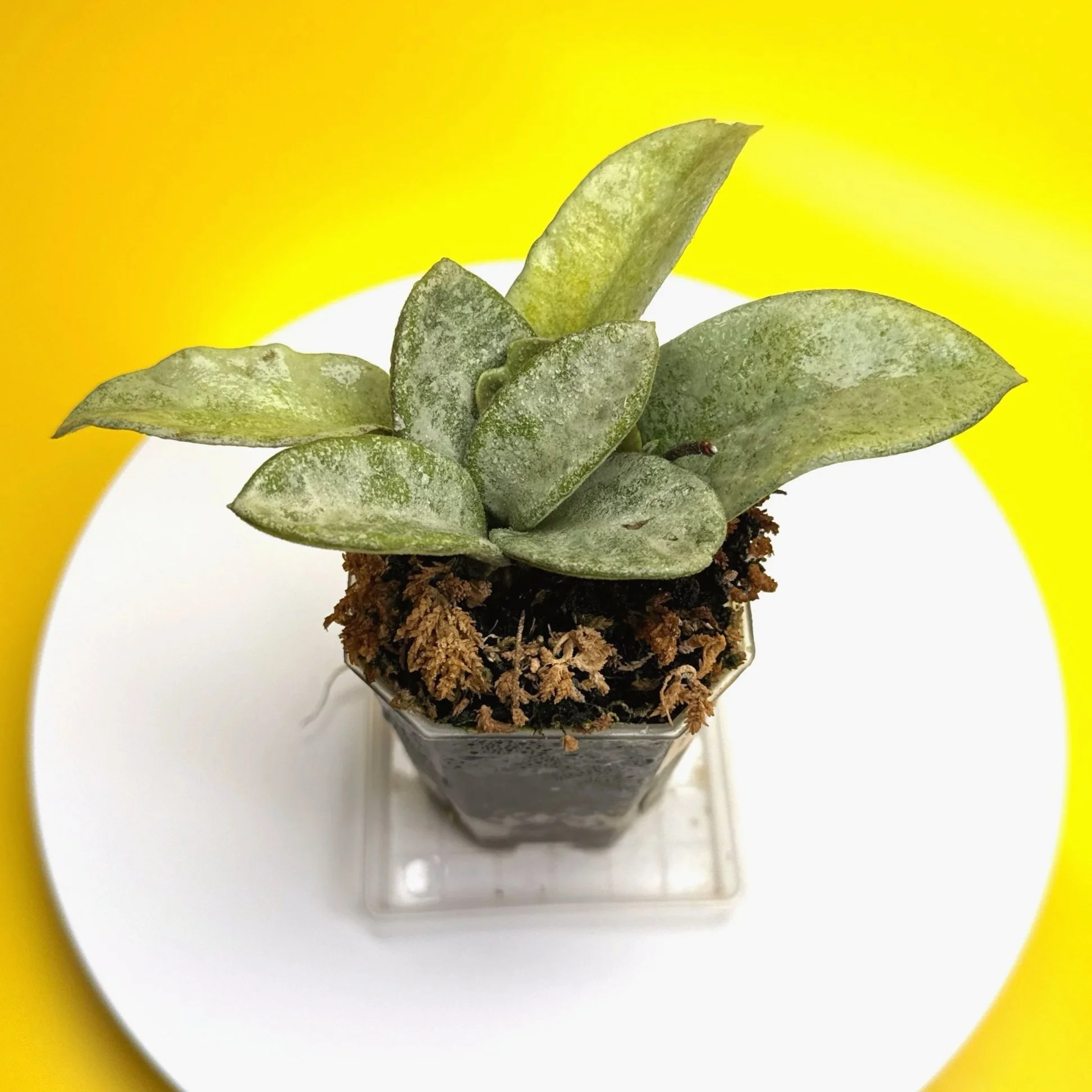 Hoya Carnosa Nova Ghost multi-planted in a small square pot for sale in Sydney, Australia